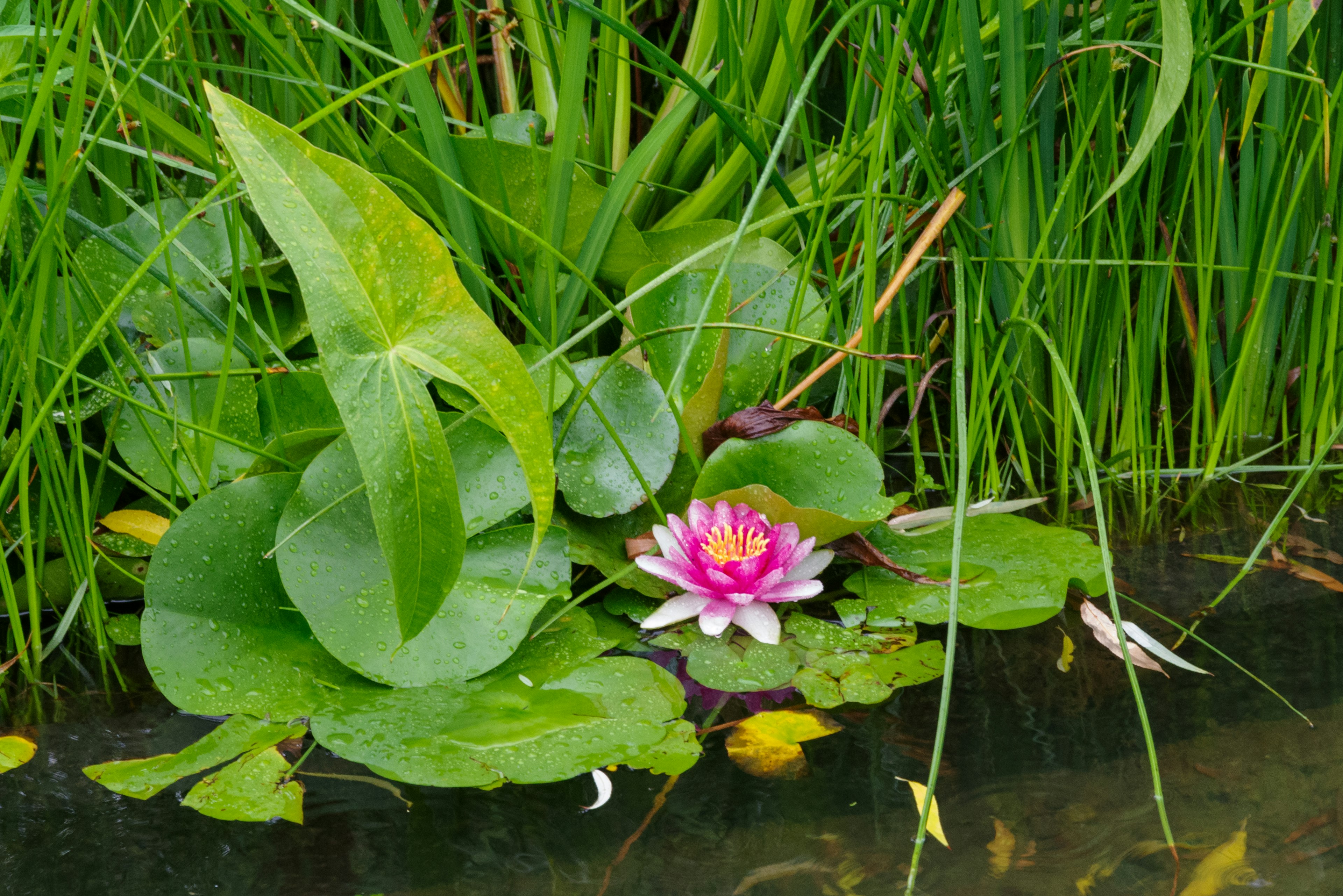 Pink water lily floating on the surface with green leaves