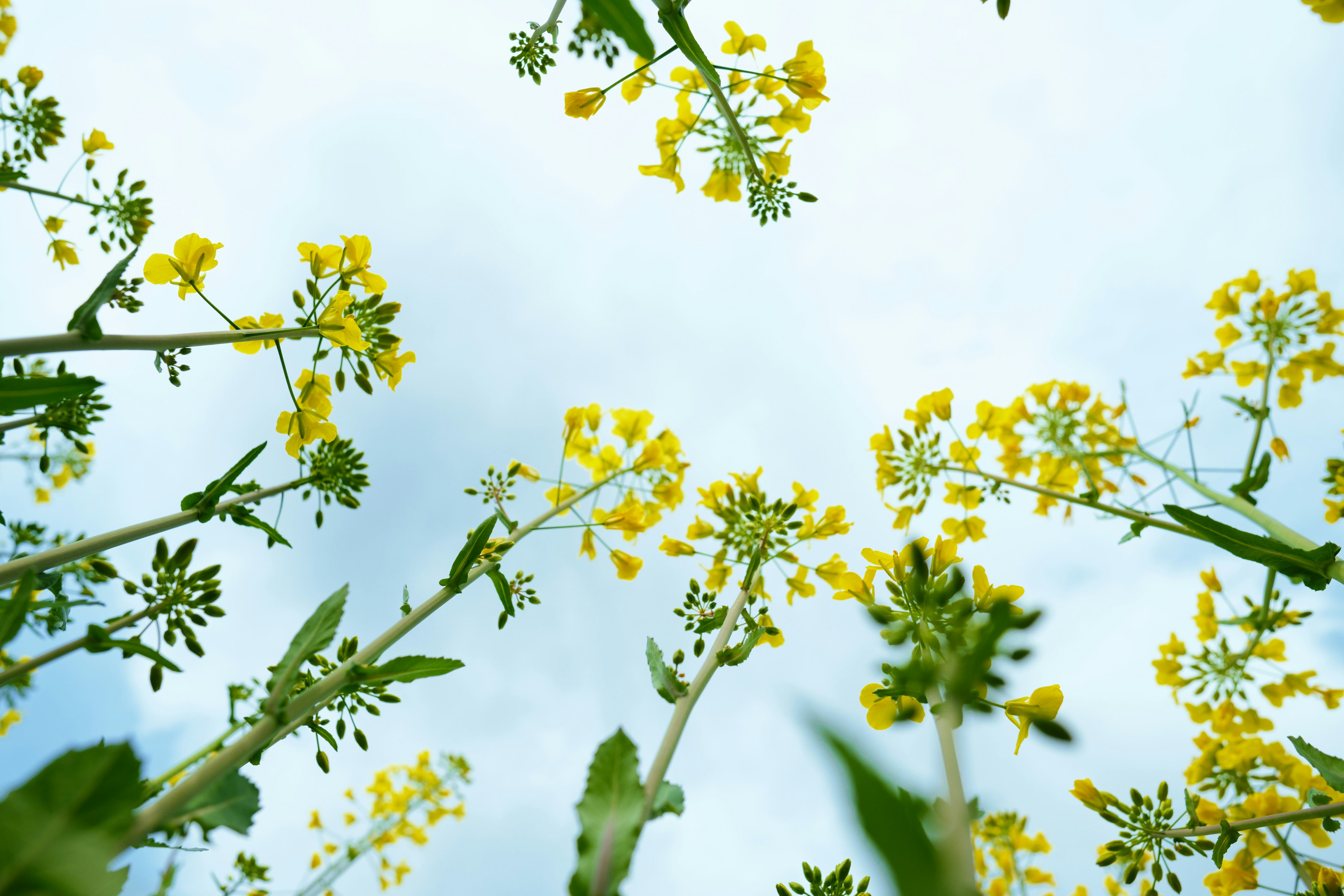 Un gruppo di fiori gialli contro un cielo blu