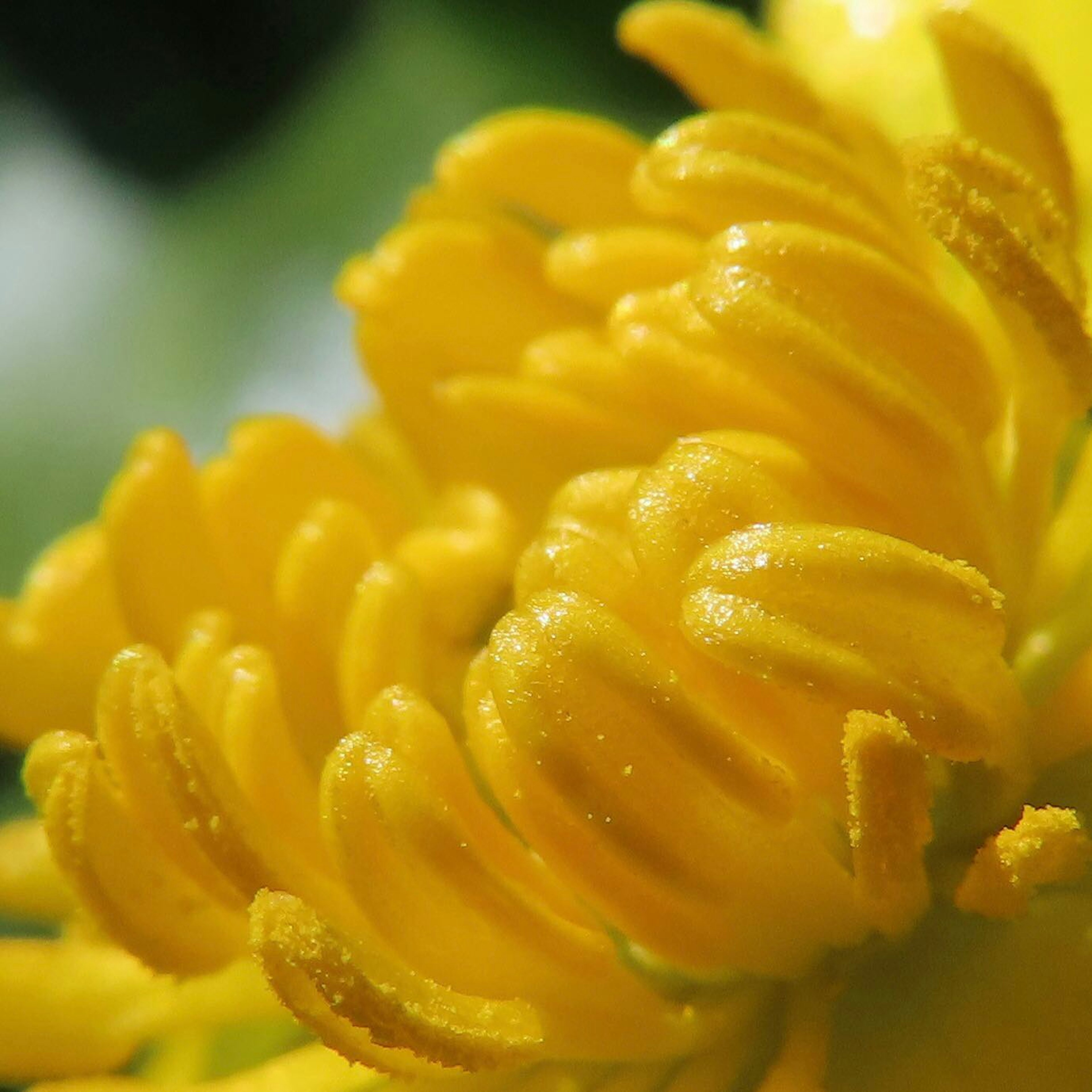 Gros plan d'une fleur jaune vive montrant des structures de pétales complexes