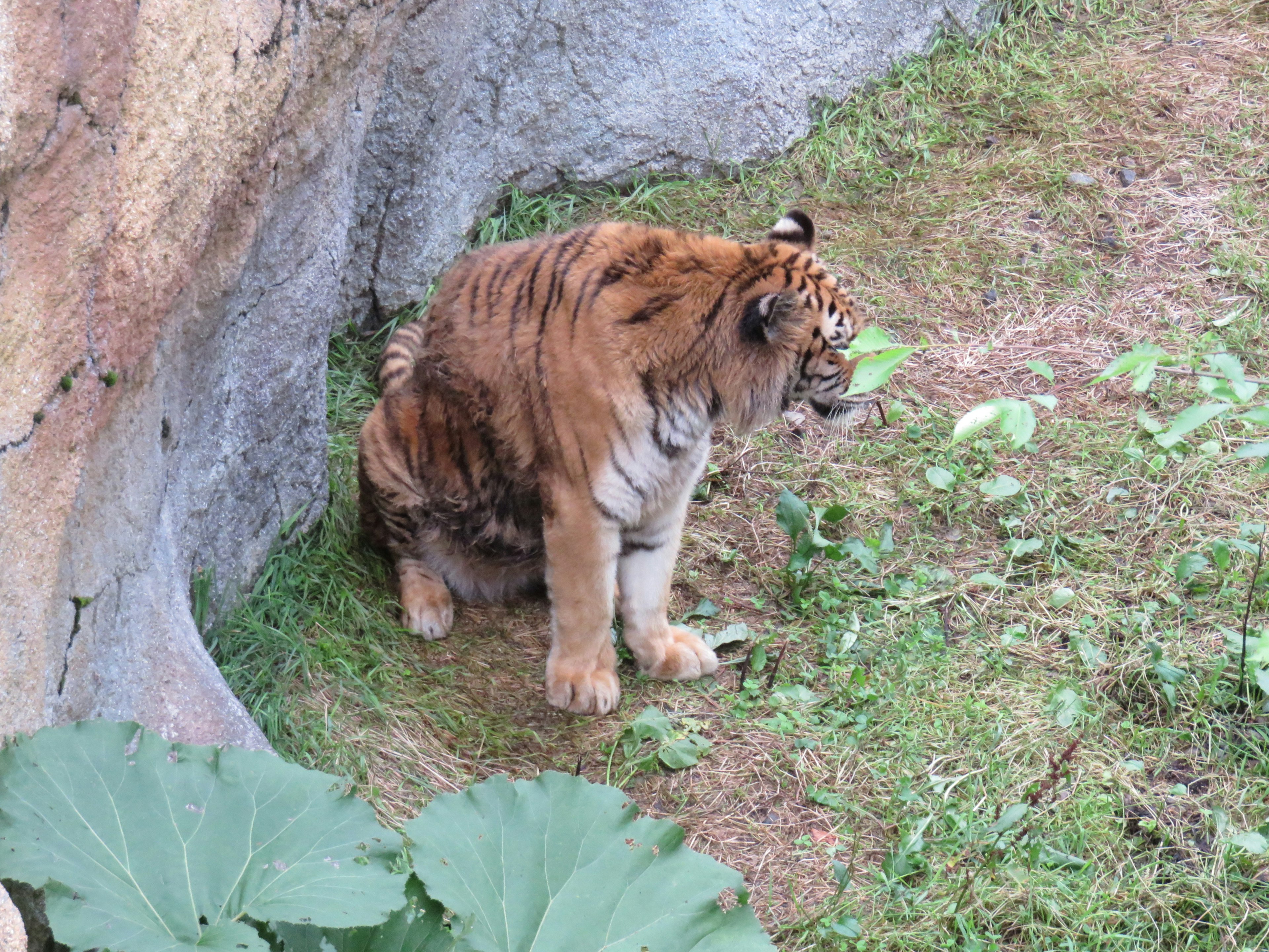 A tiger sitting in grass near a rocky area