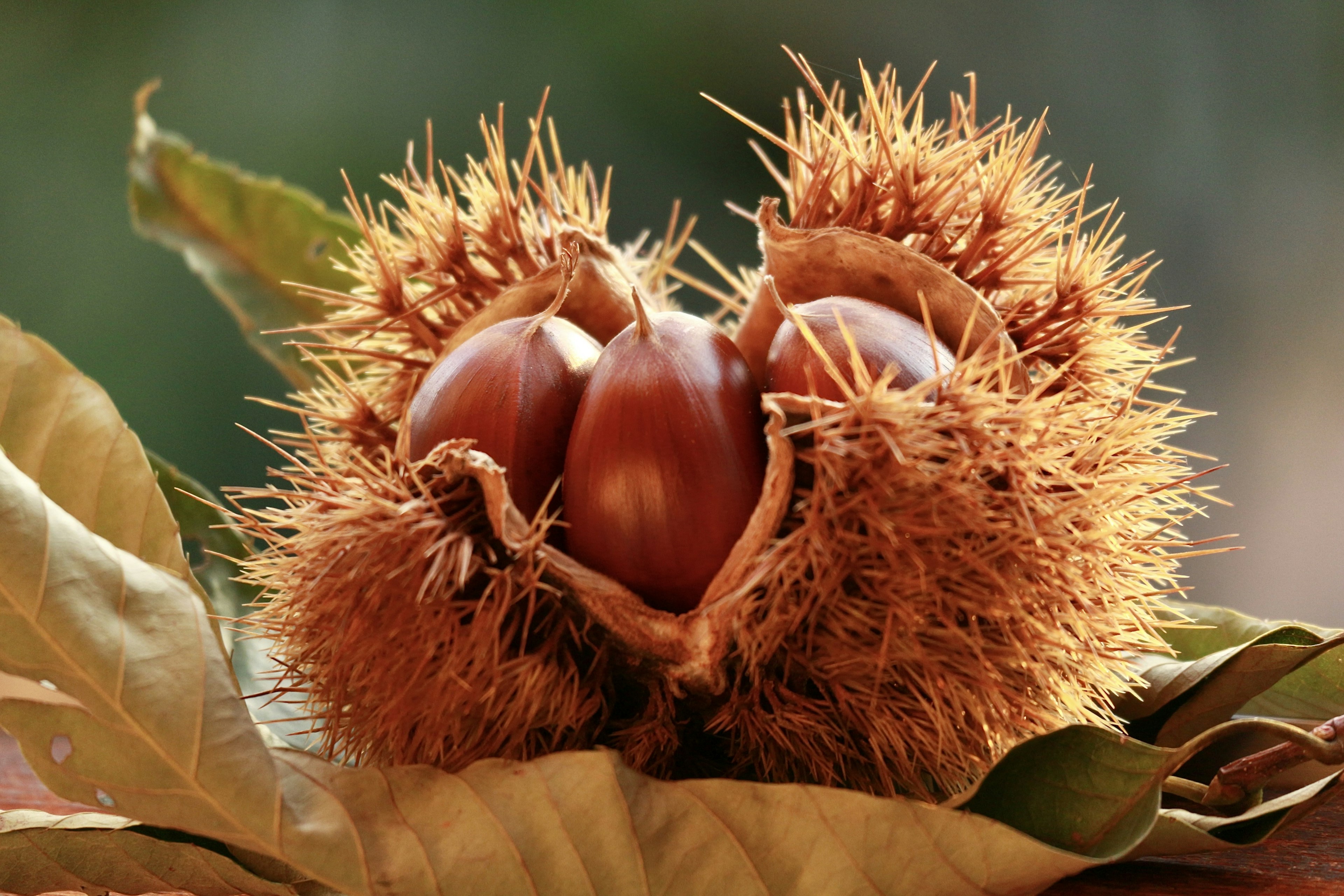 Chestnuts visible inside spiky husk