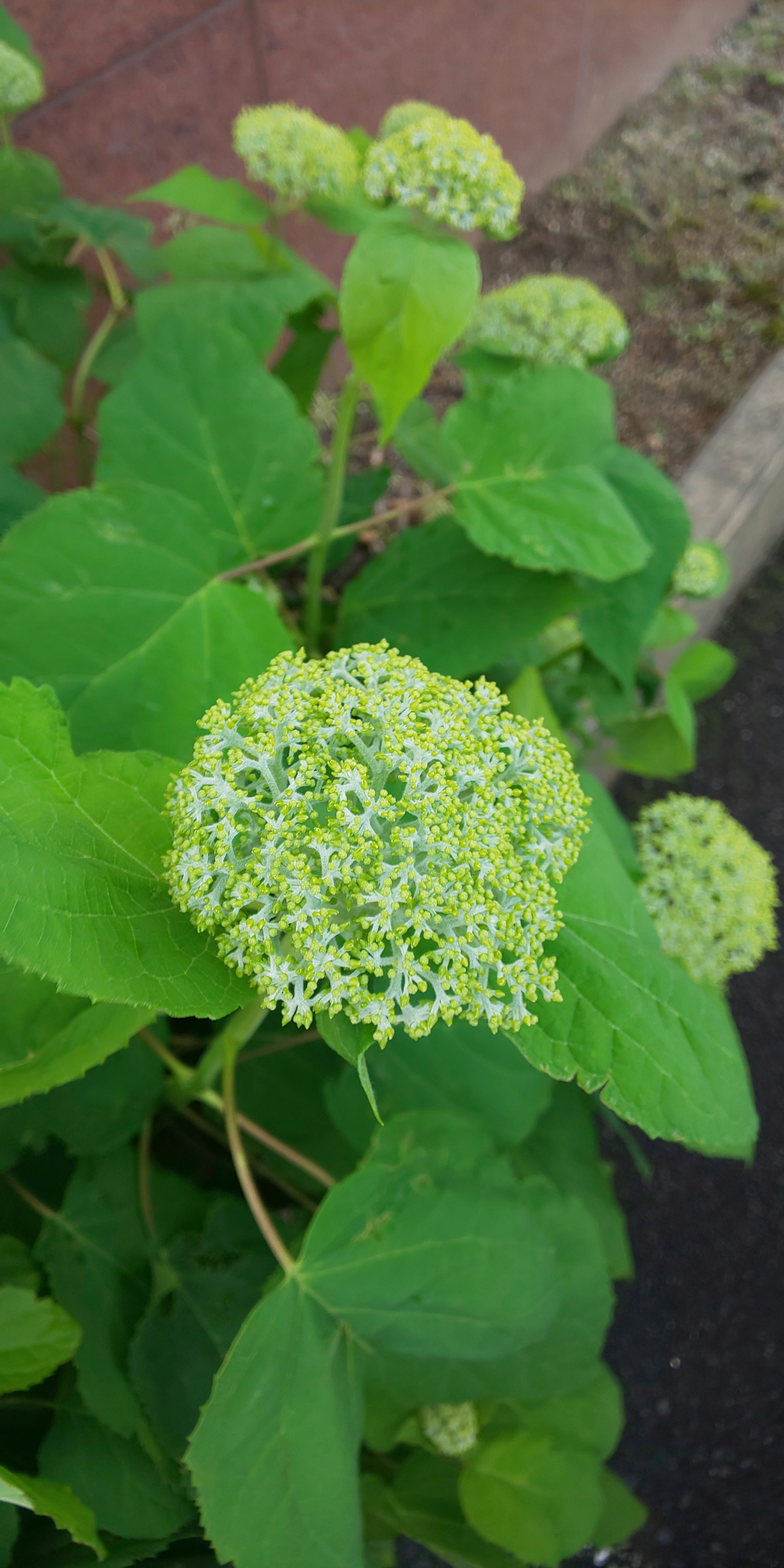 Close-up of a plant with green leaves and round clusters of white flowers