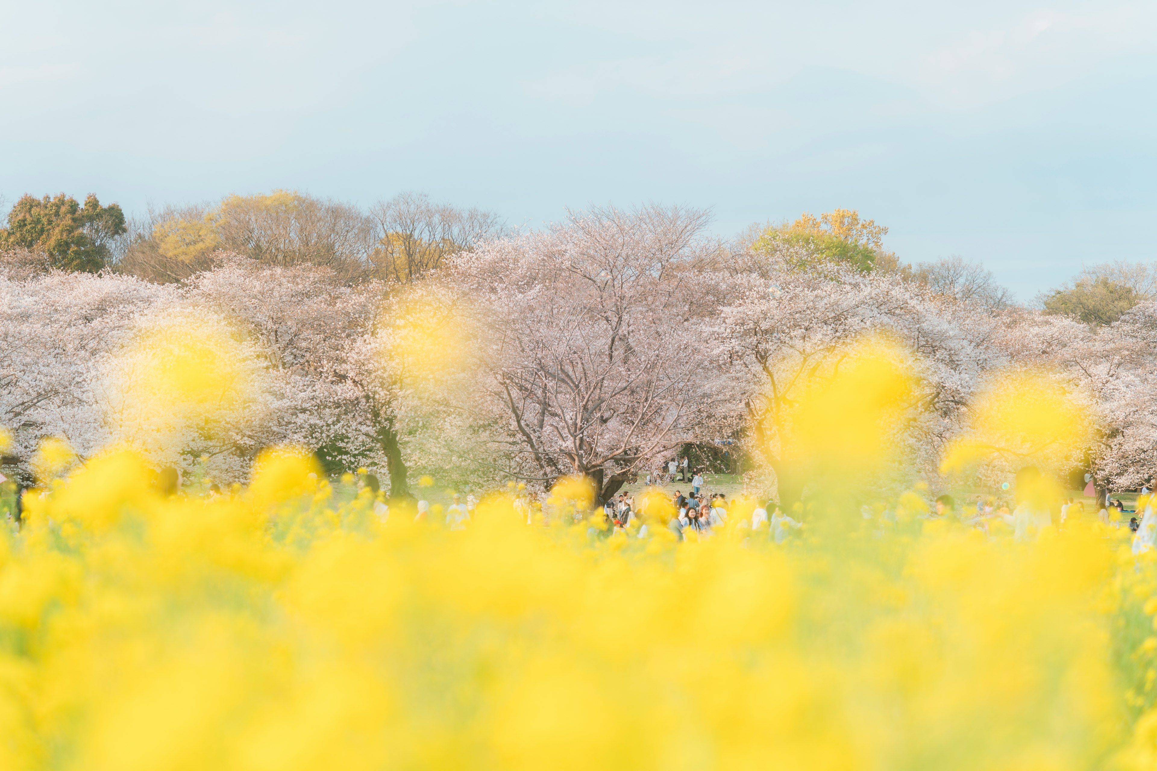 Pemandangan dengan bunga kuning dan pohon sakura