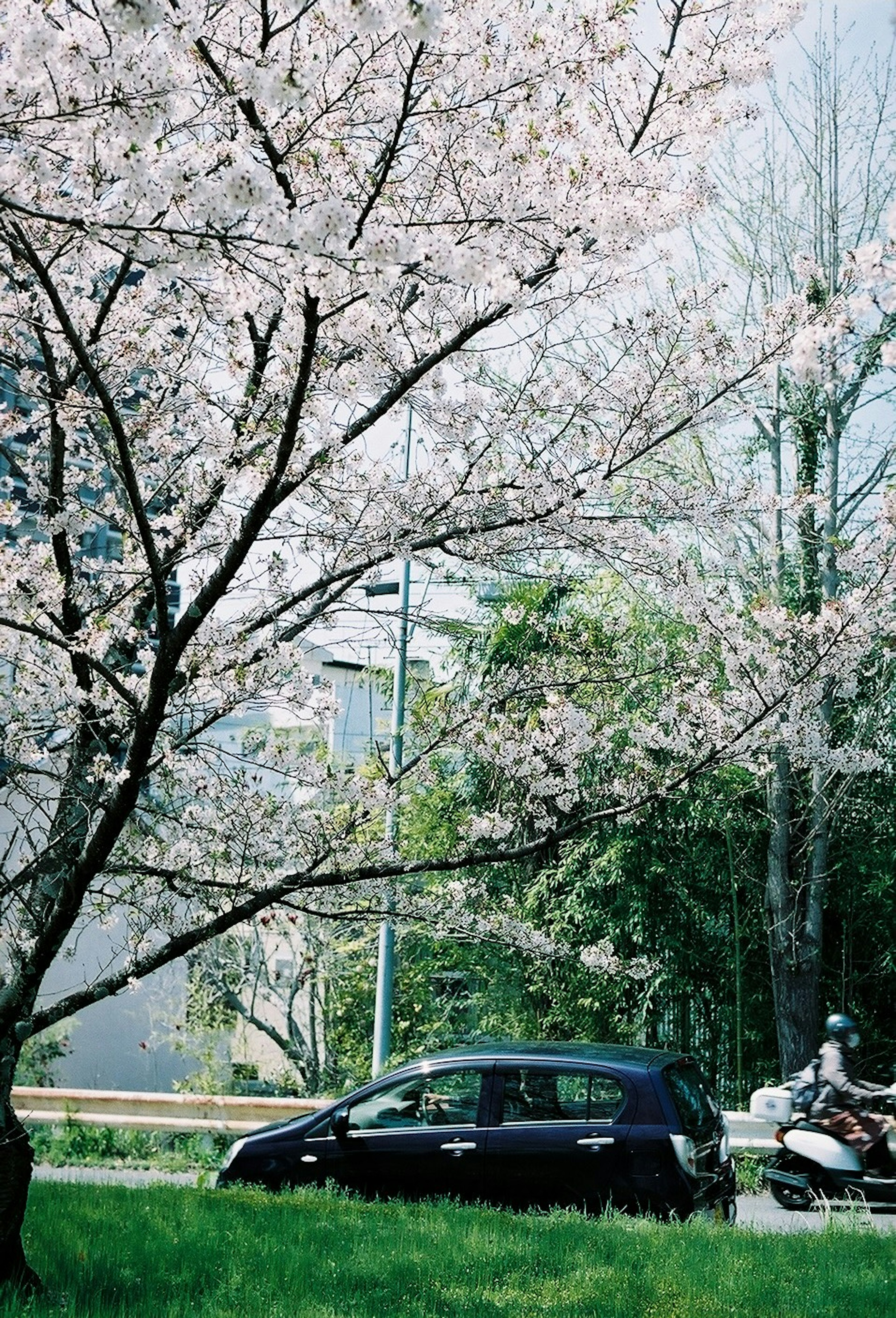 桜の花が咲く木と黒い車が並ぶ風景