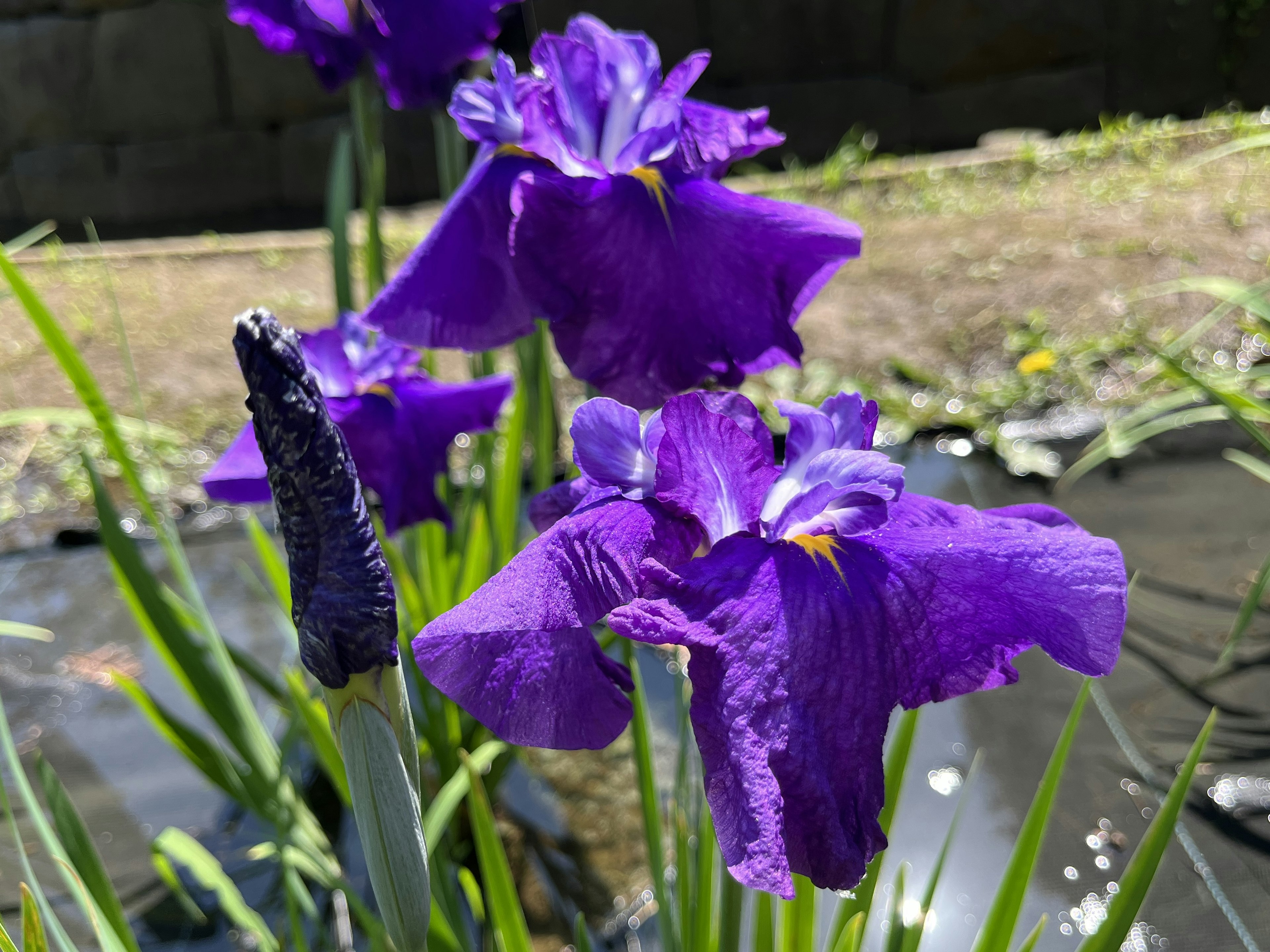 水辺に咲く紫色のアイリスの花々