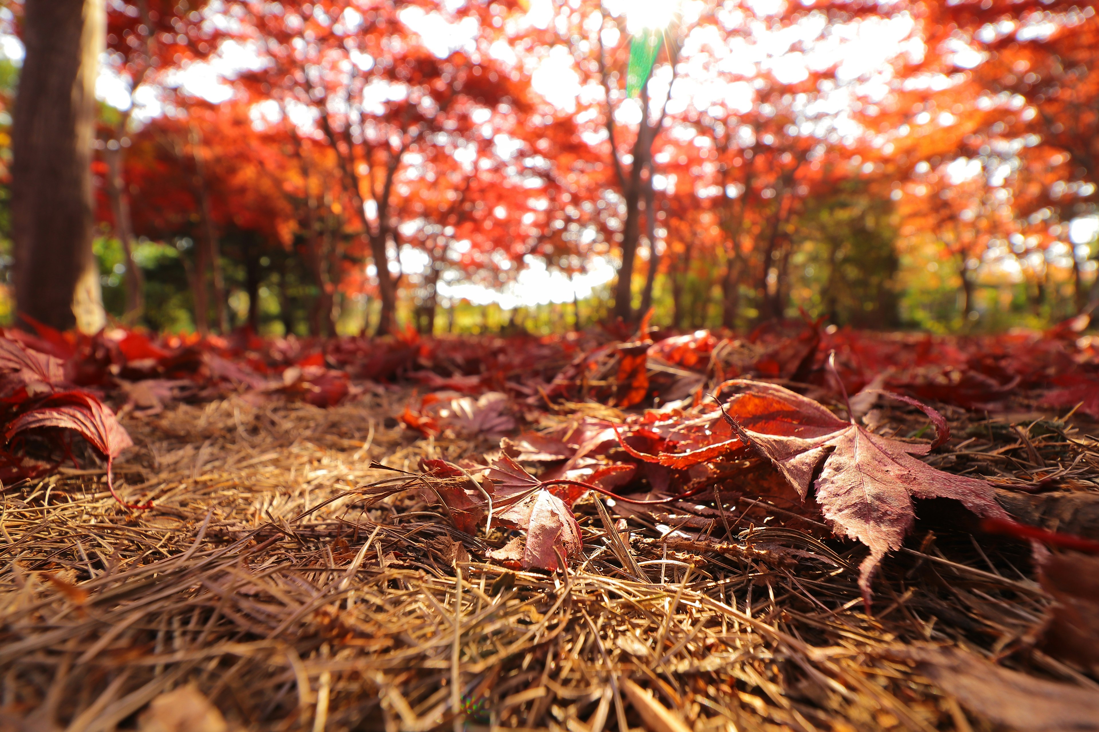 Paisaje de otoño con hojas rojas esparcidas en un parque