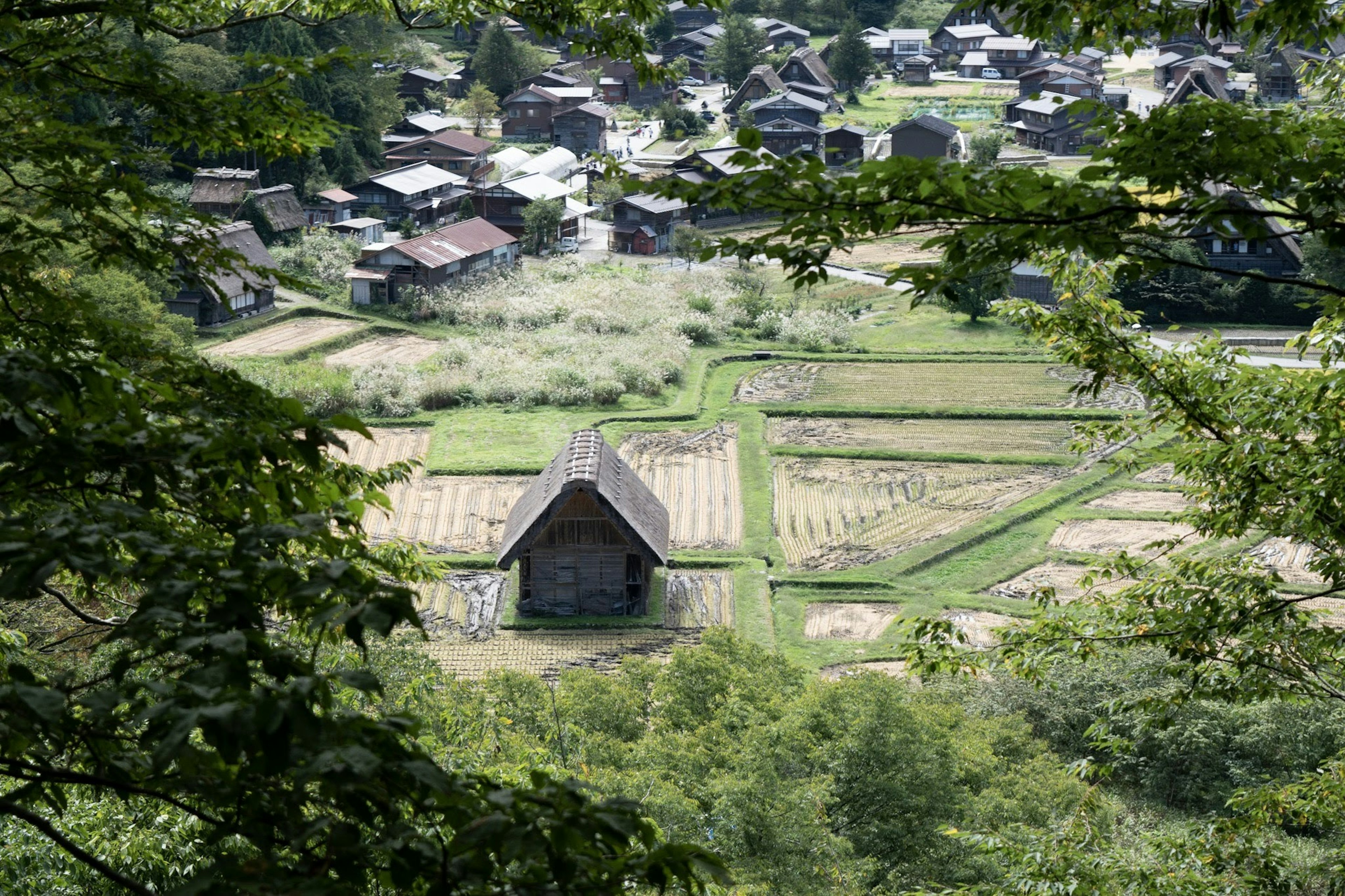 Aerial view of a village surrounded by rice fields with traditional wooden houses