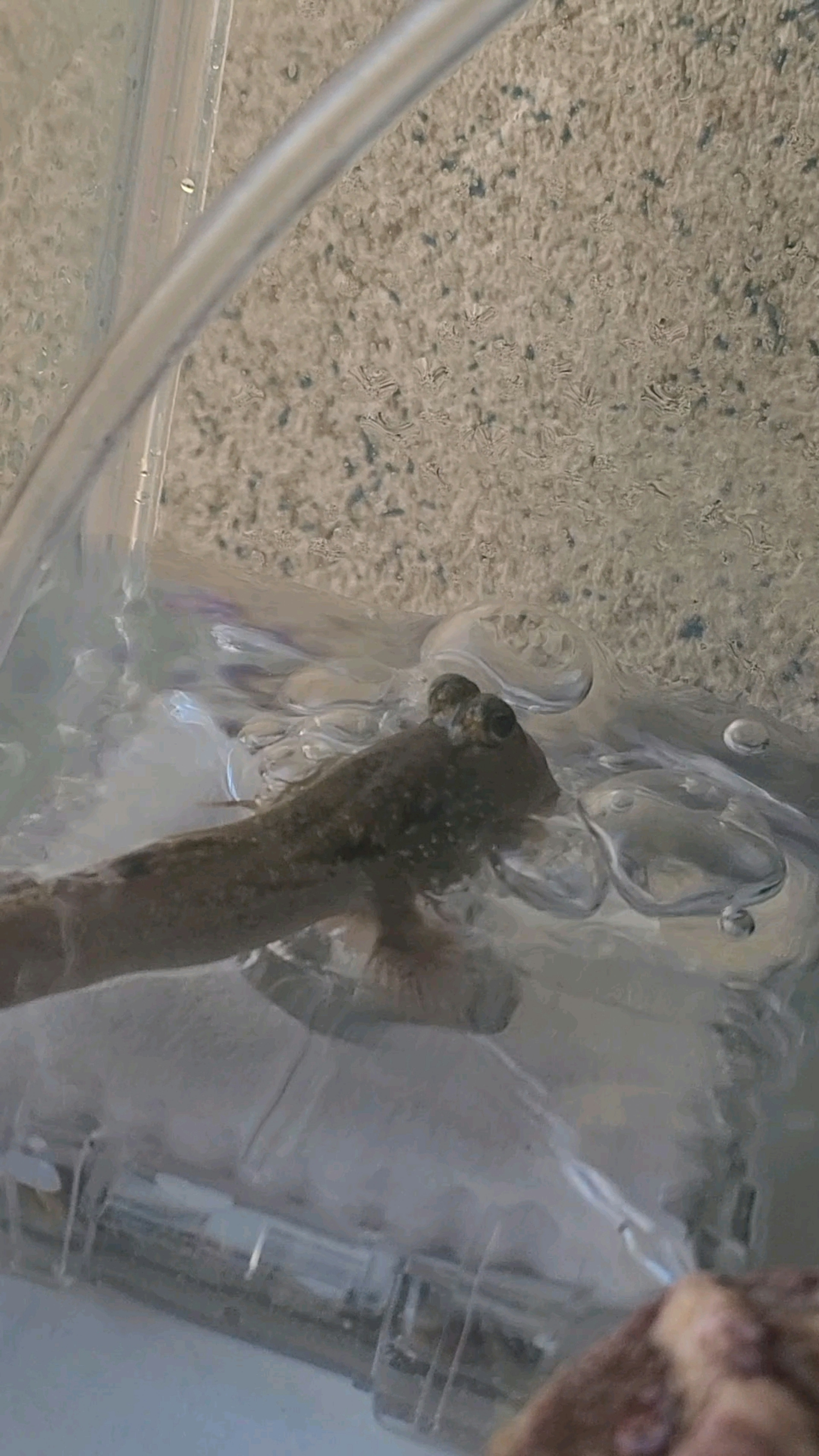 Image of a fish in water with a wooden stick