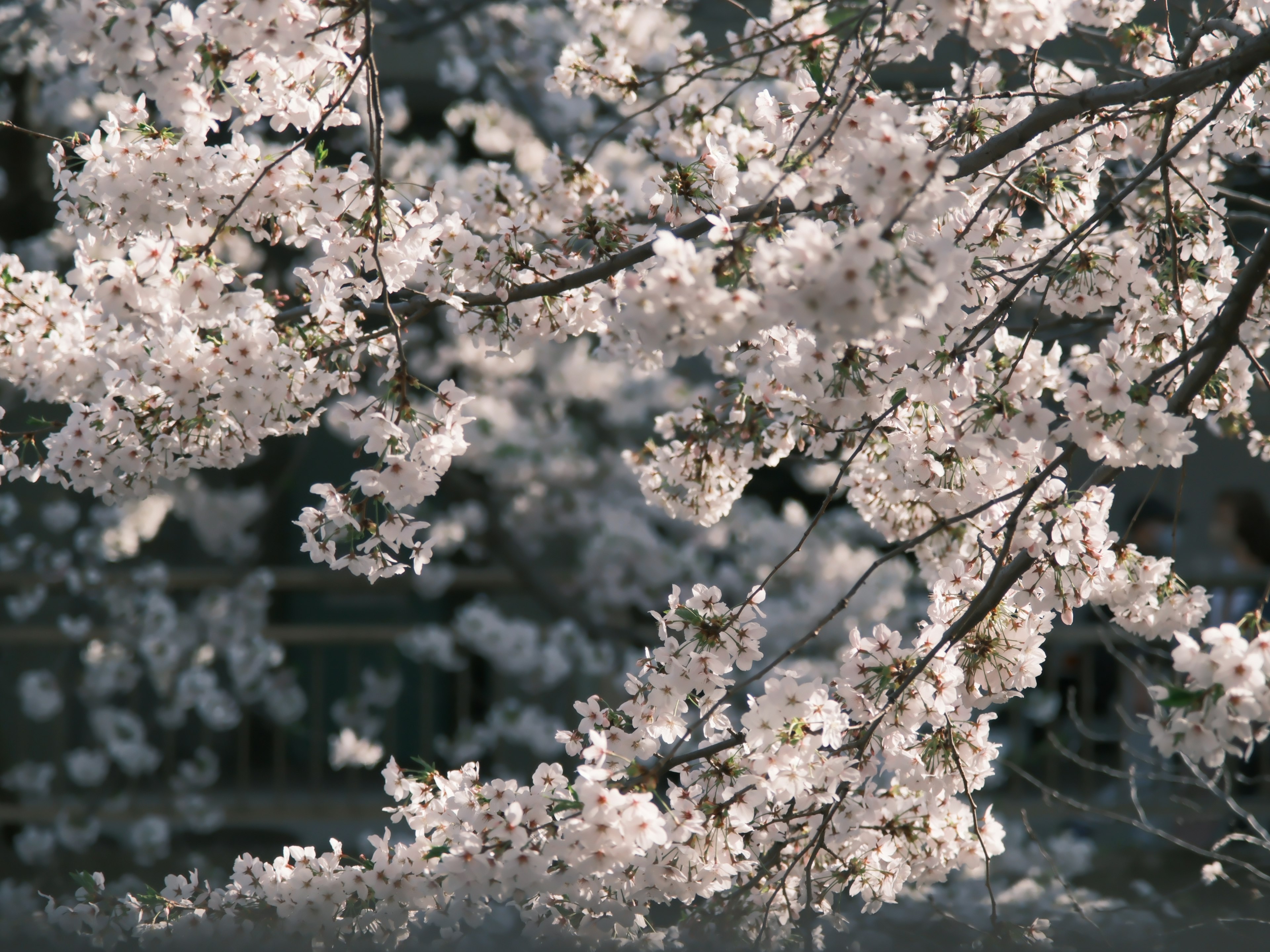 桜の花が咲いている木の枝のクローズアップ