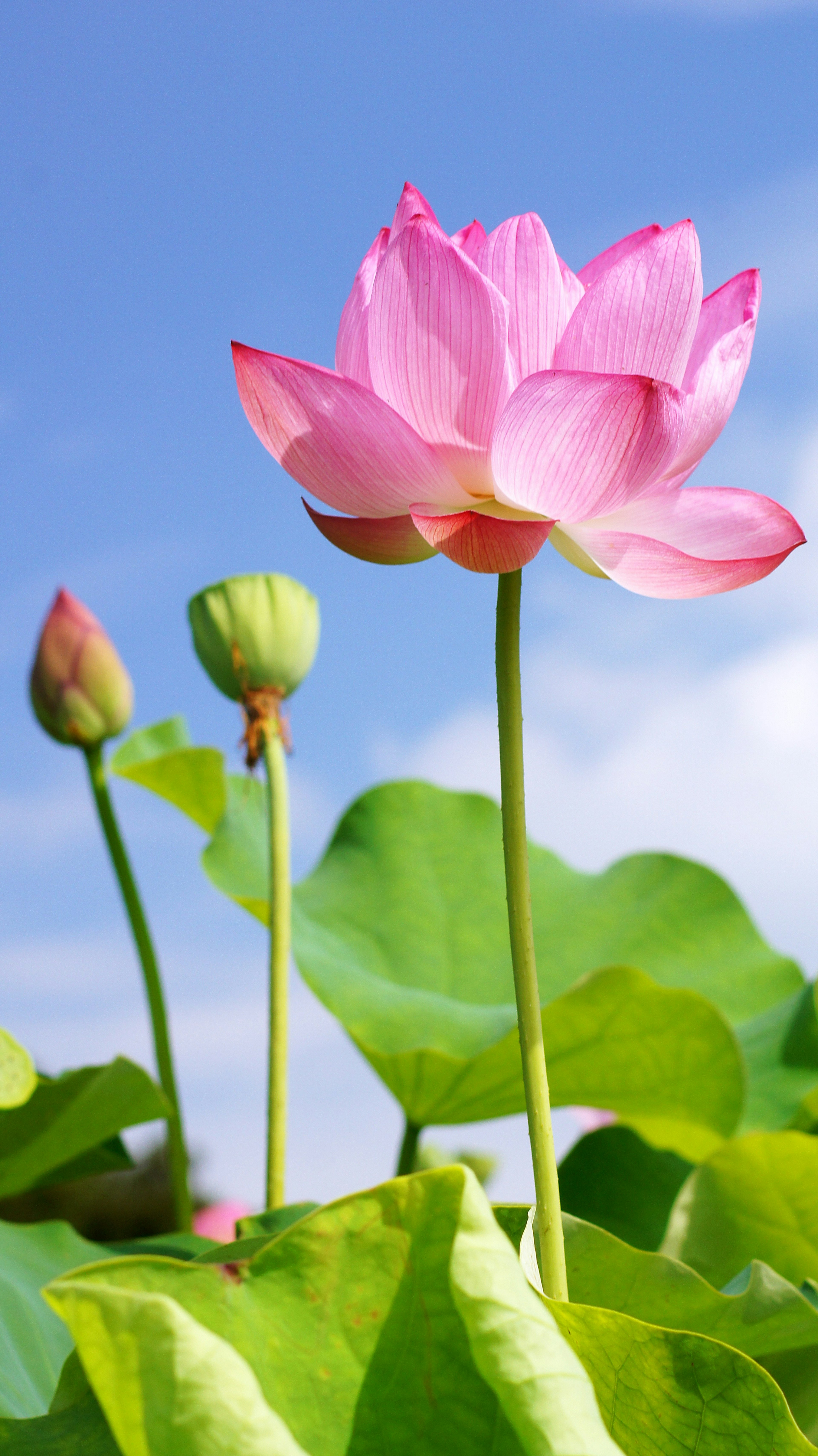 Hermosa flor de loto rosa y capullos floreciendo bajo un cielo azul