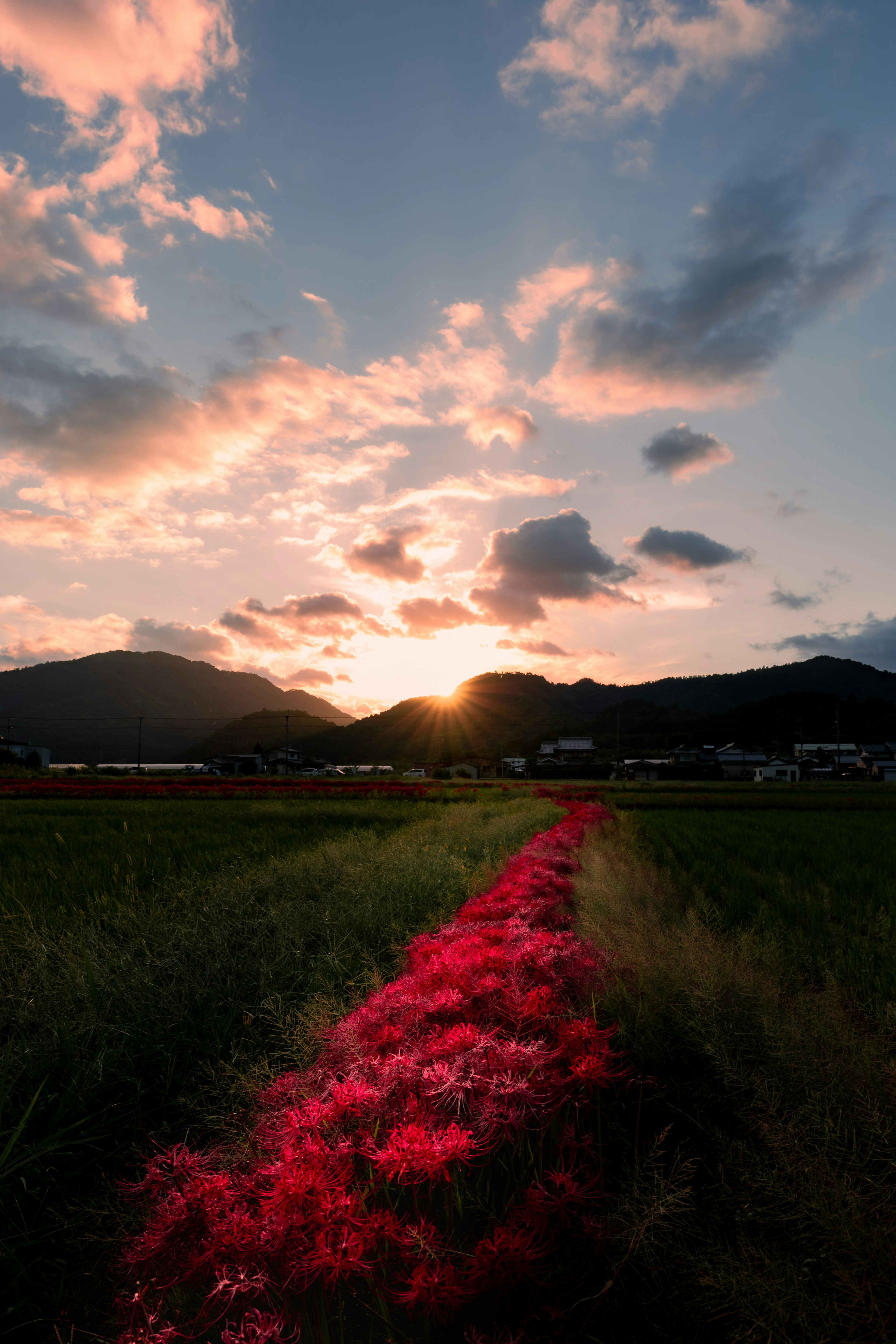 夕焼けの中に広がる赤い花畑と山々の風景