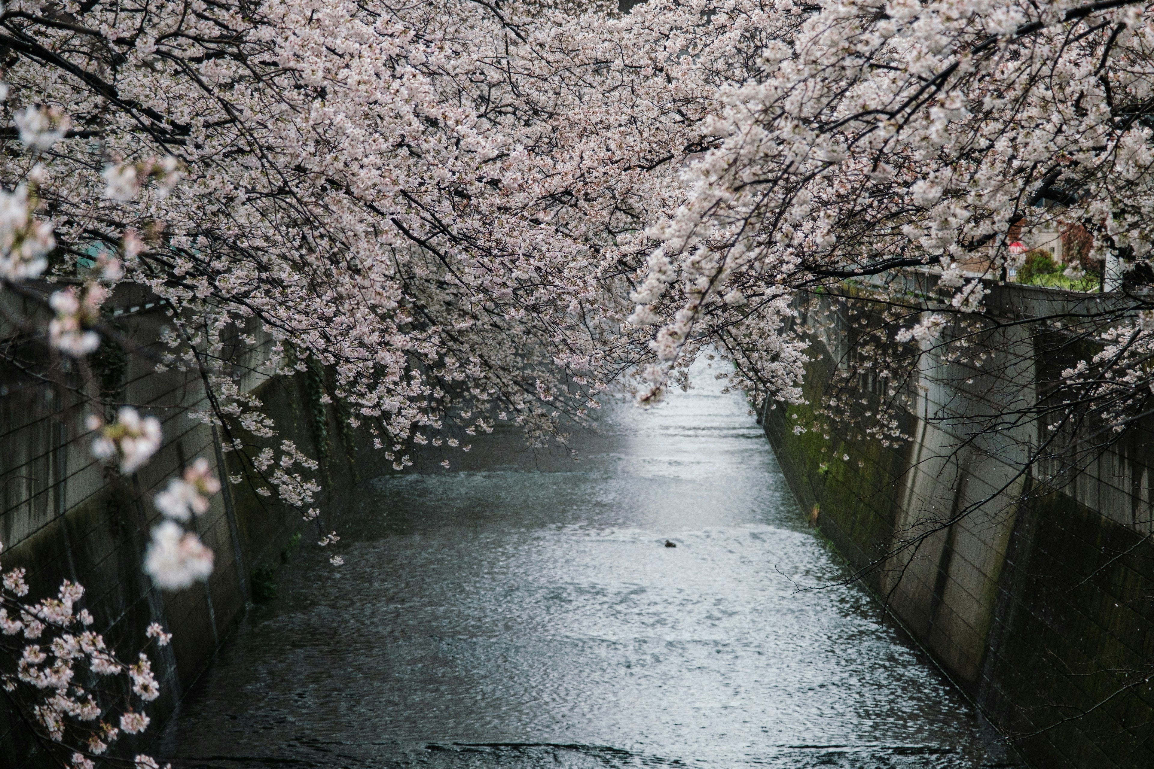 桜の花が咲く川の景色水面に映る花びら