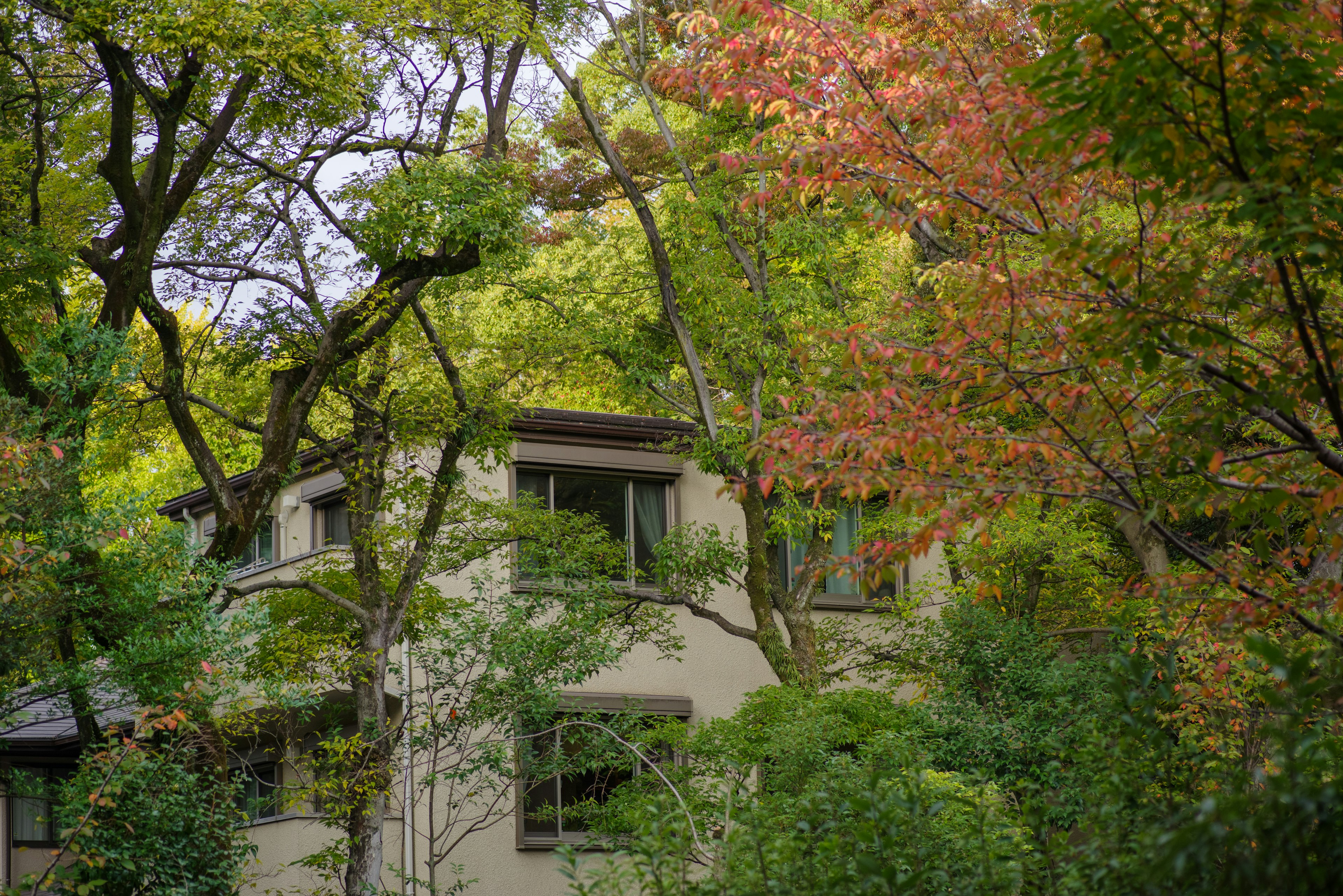 Modern house partially hidden among green and red foliage