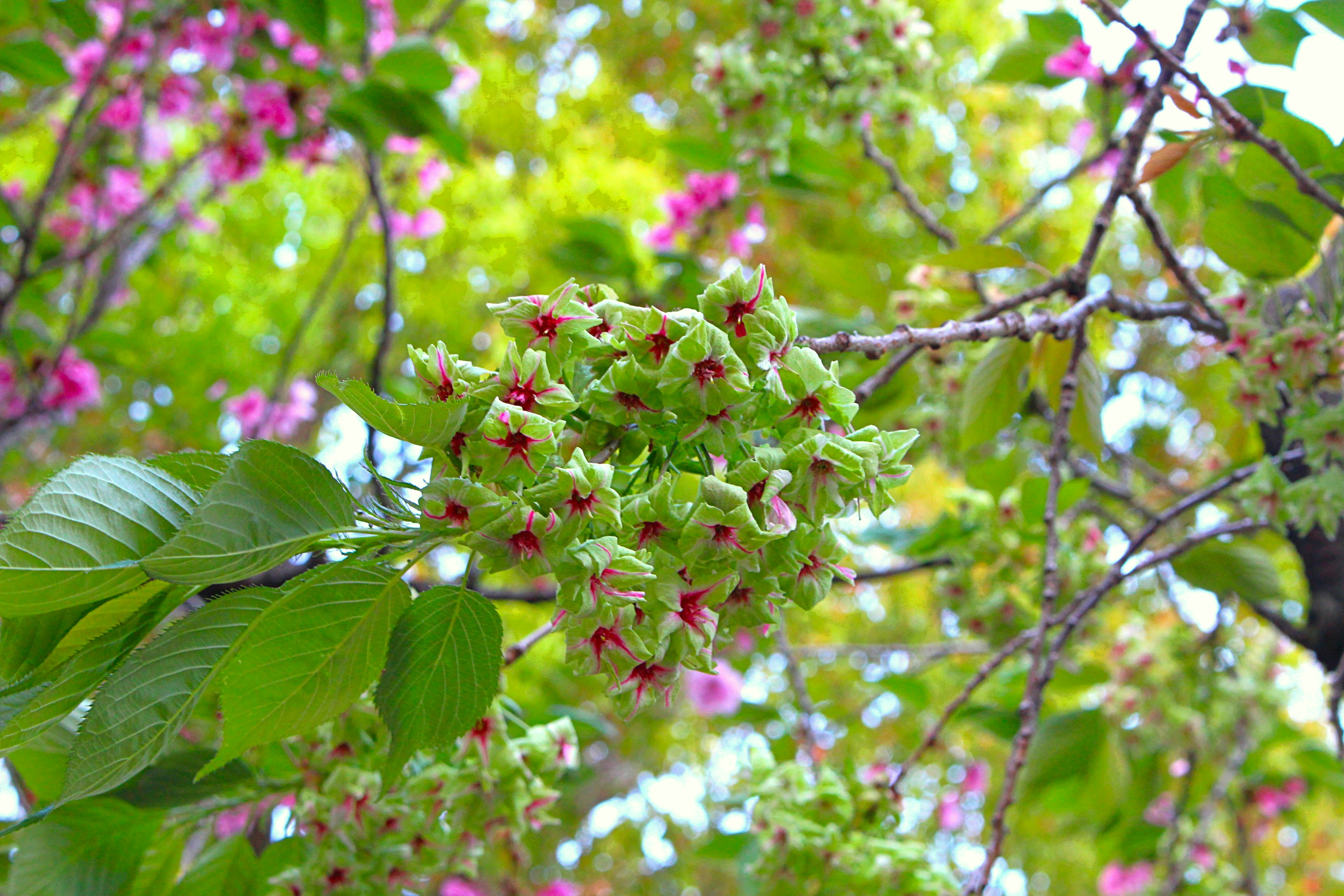 Acercamiento de una rama de árbol con flores verdes y rosas