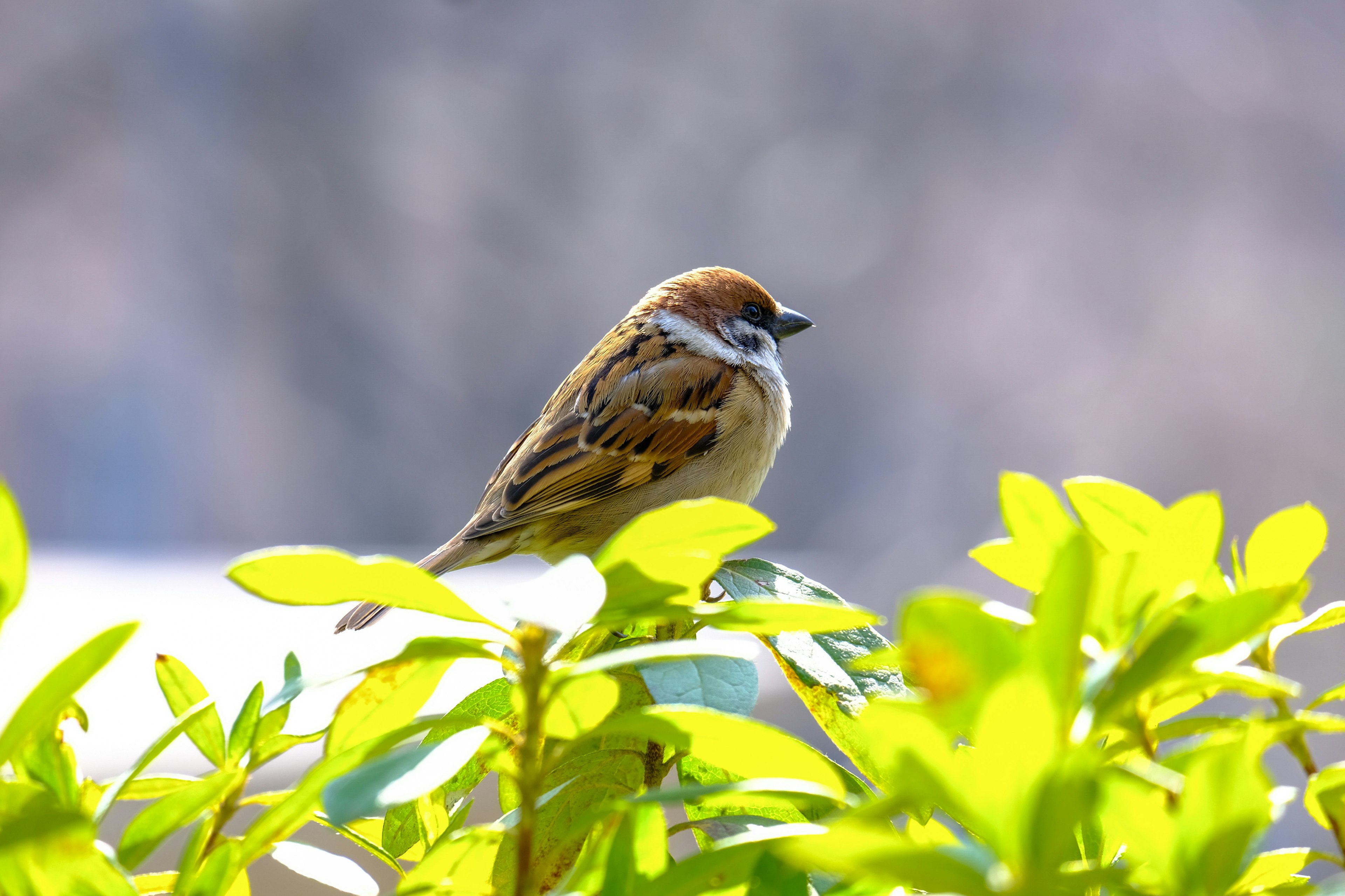 A small bird perched among green leaves