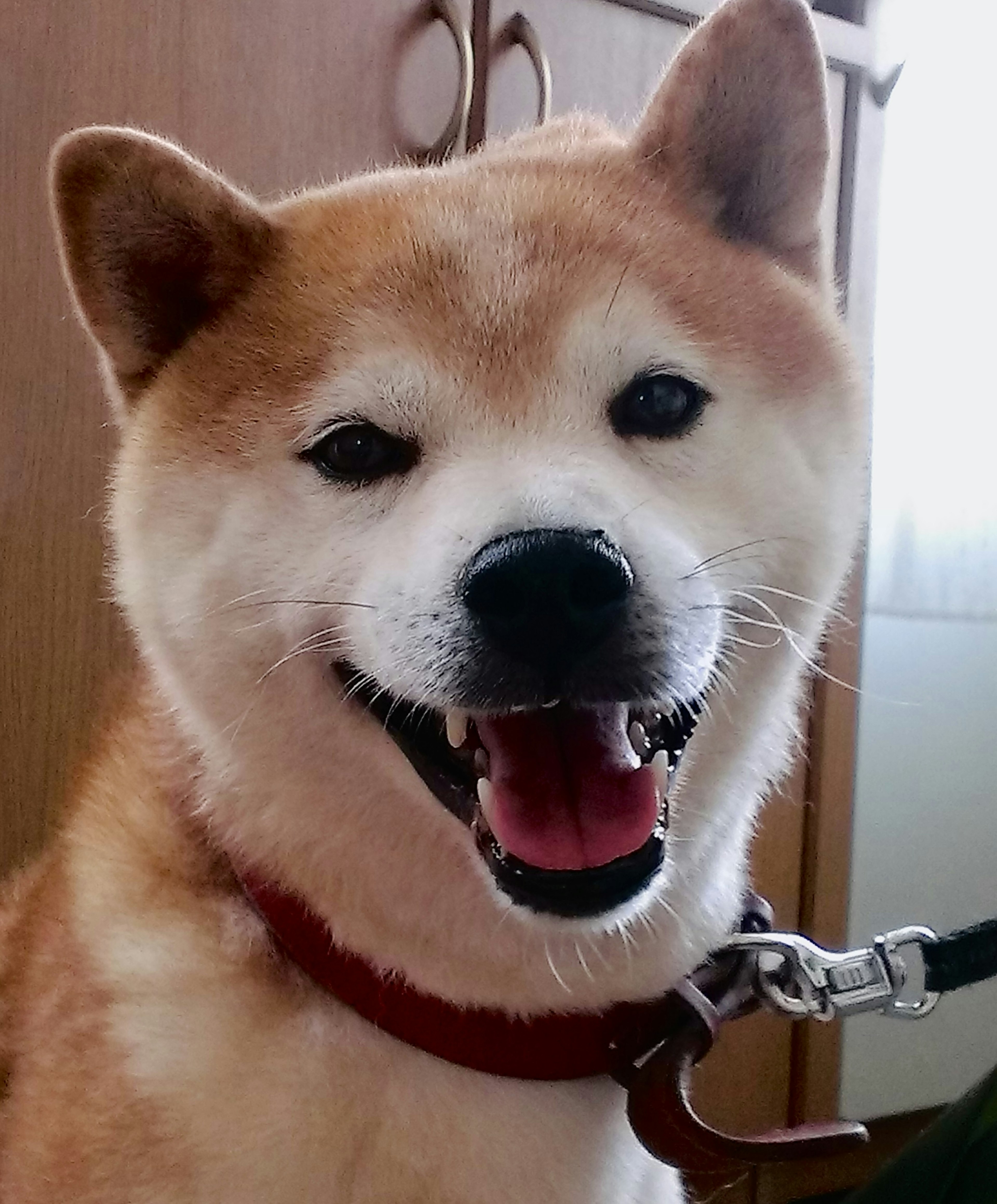 Shiba Inu souriant avec une laisse à l'intérieur