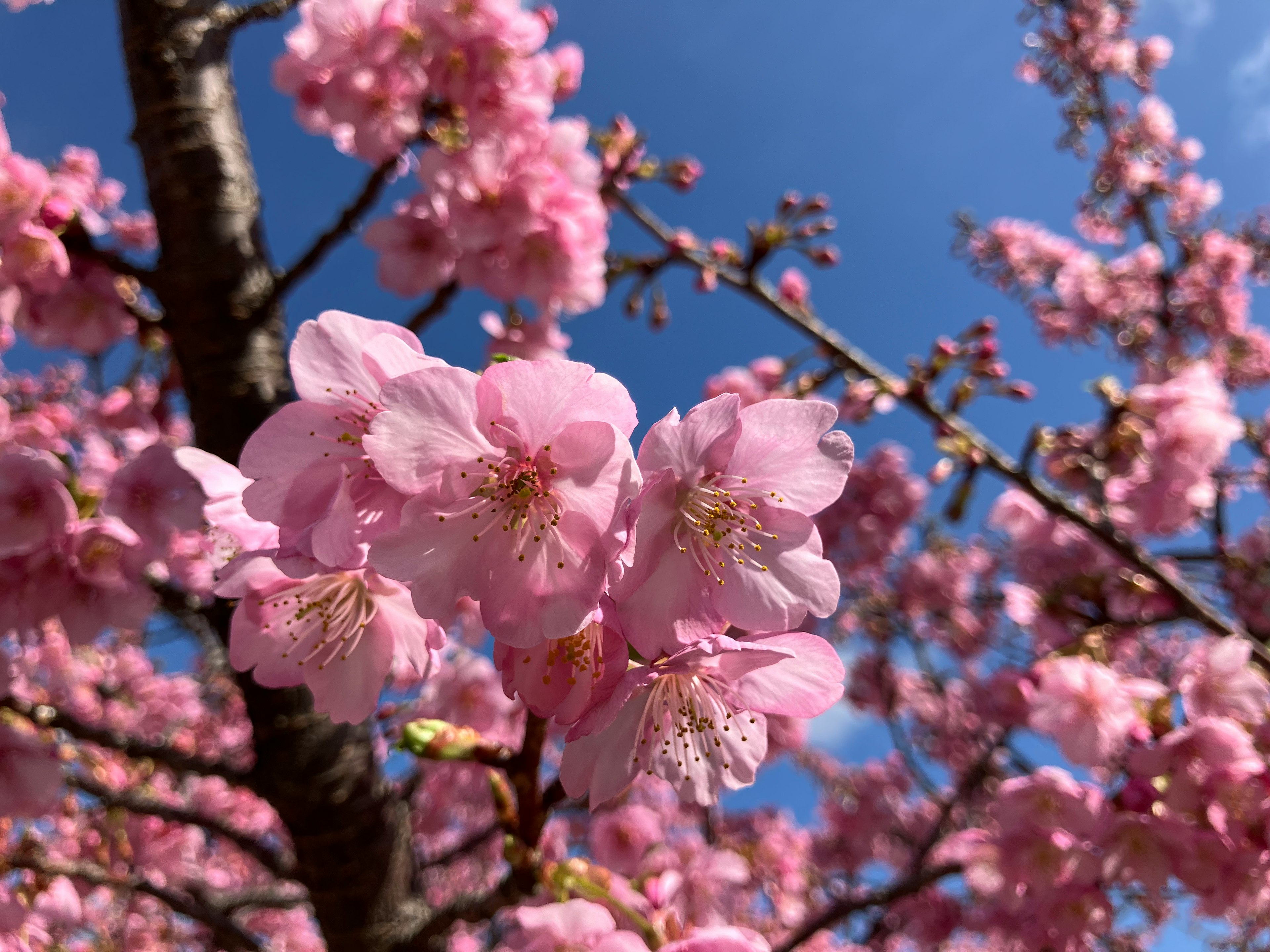 Gambar close-up bunga sakura di pohon dengan latar belakang langit biru