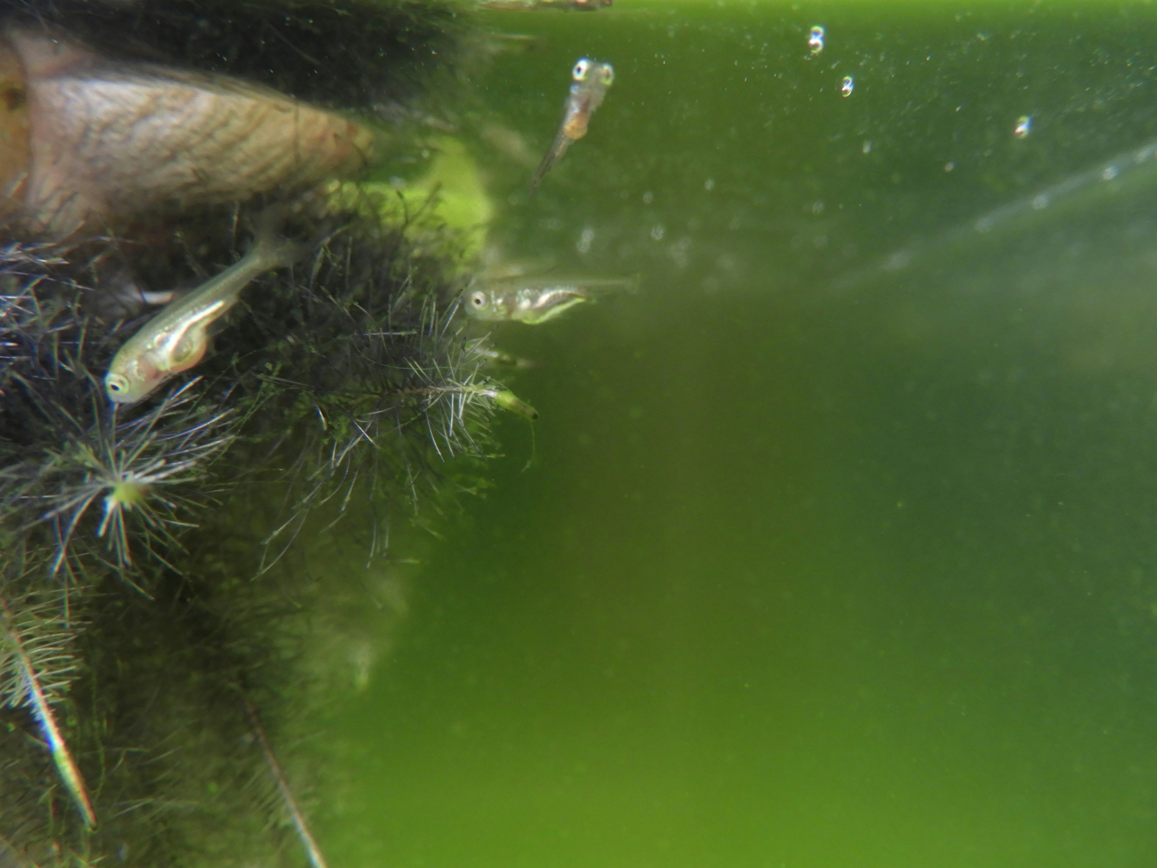 Close-up of tiny aquatic organisms and green algae in water