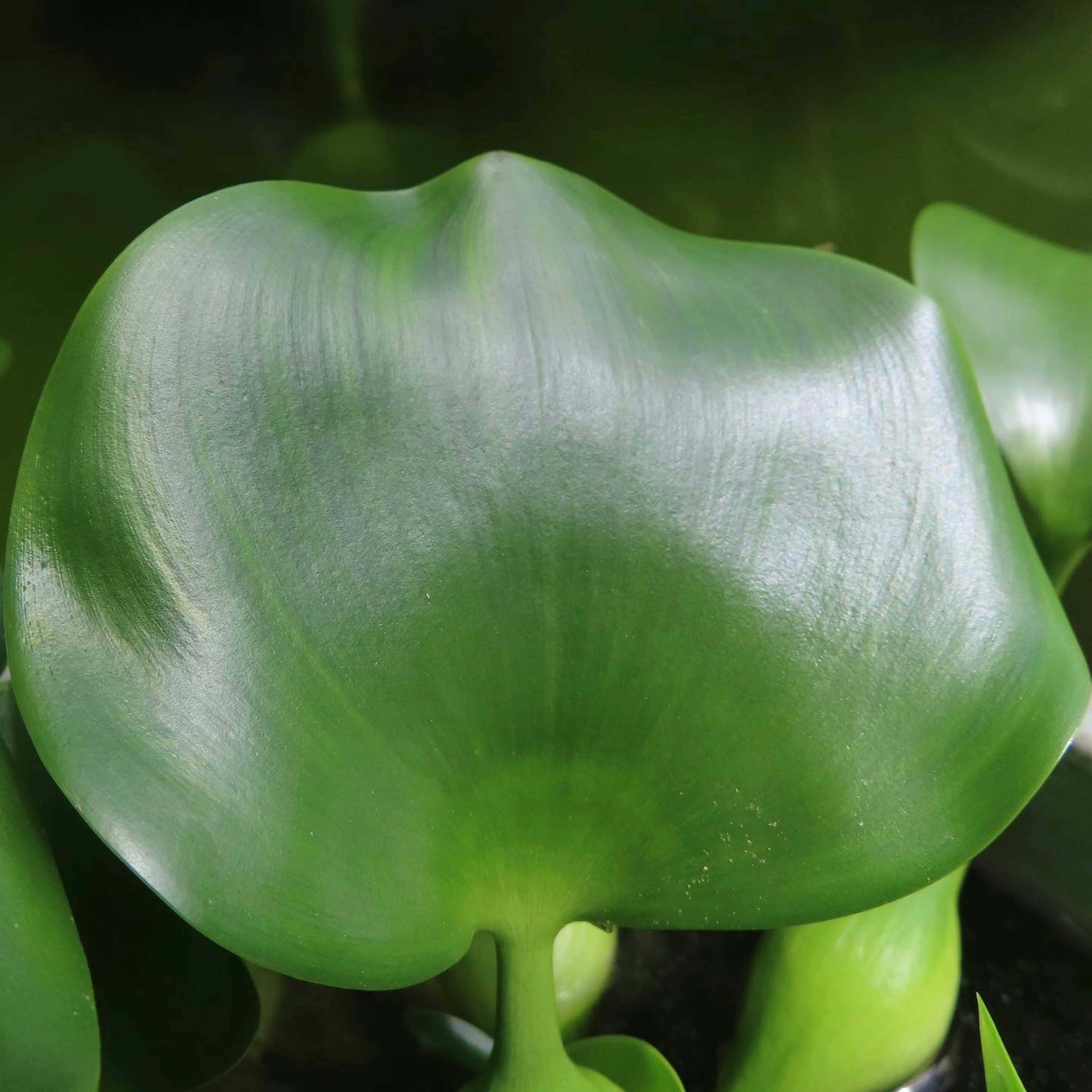 水生植物的光滑绿色叶子的特写