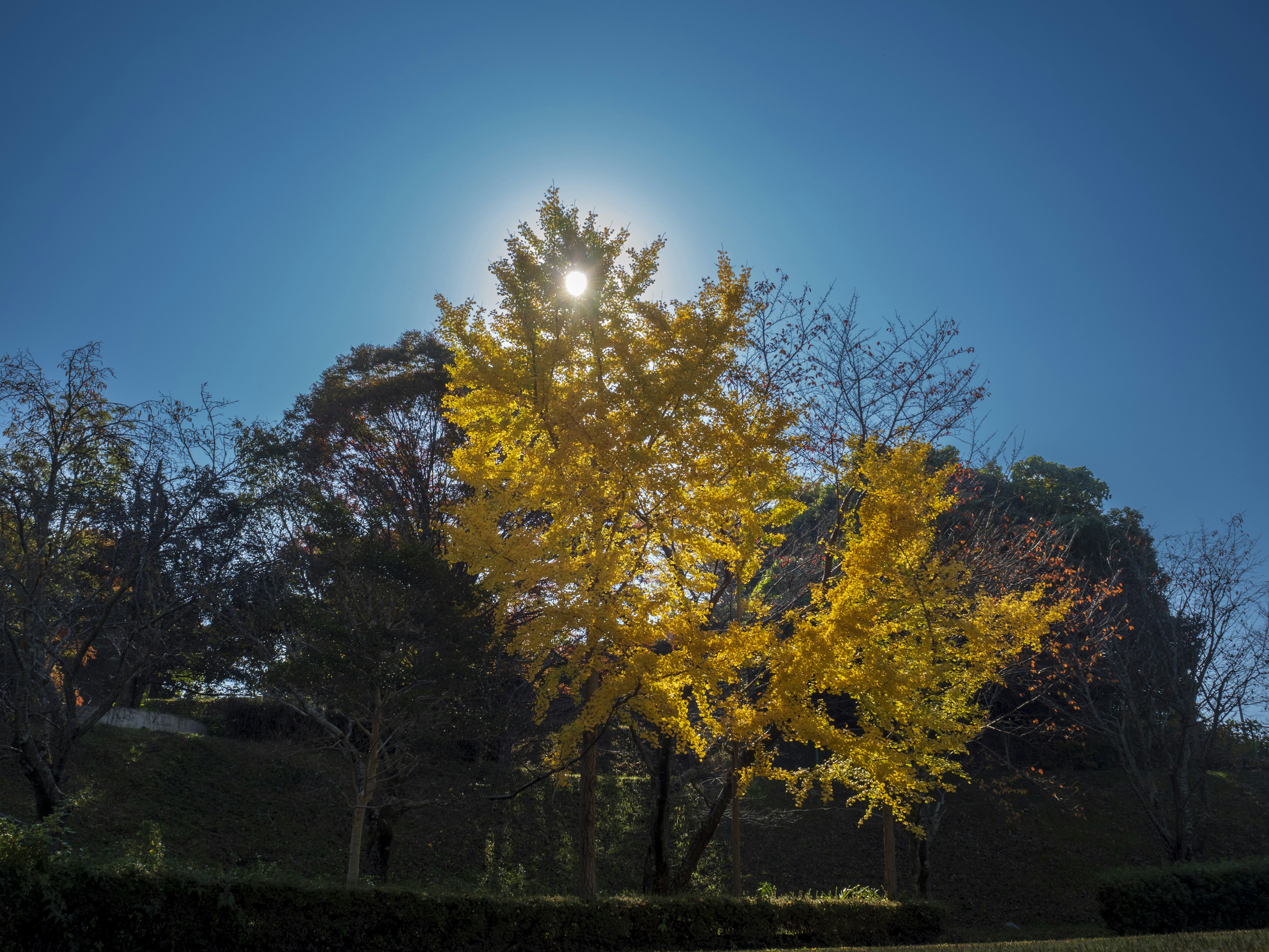 A tree with bright yellow leaves under a clear blue sky