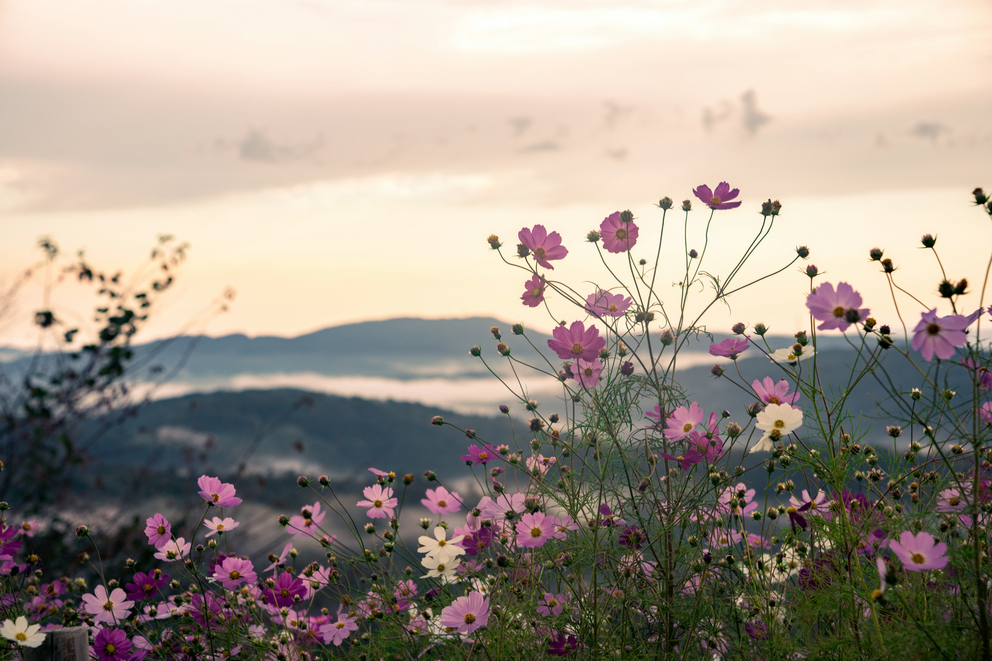 美しい山々の背景に咲く色とりどりのコスモスの花