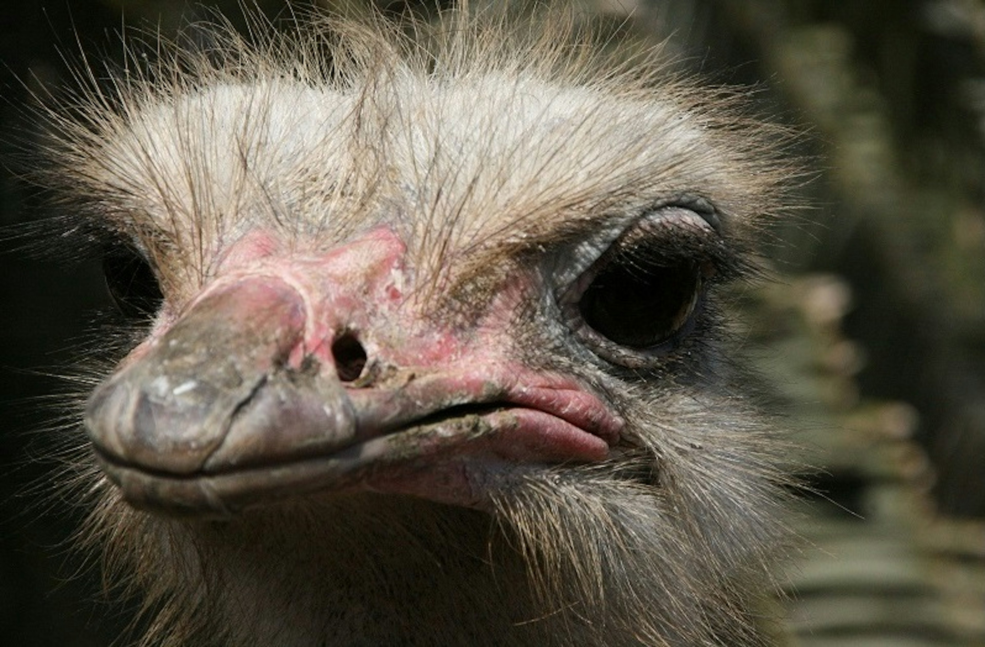 Close-up of an ostrich showing distinctive facial features and eye details