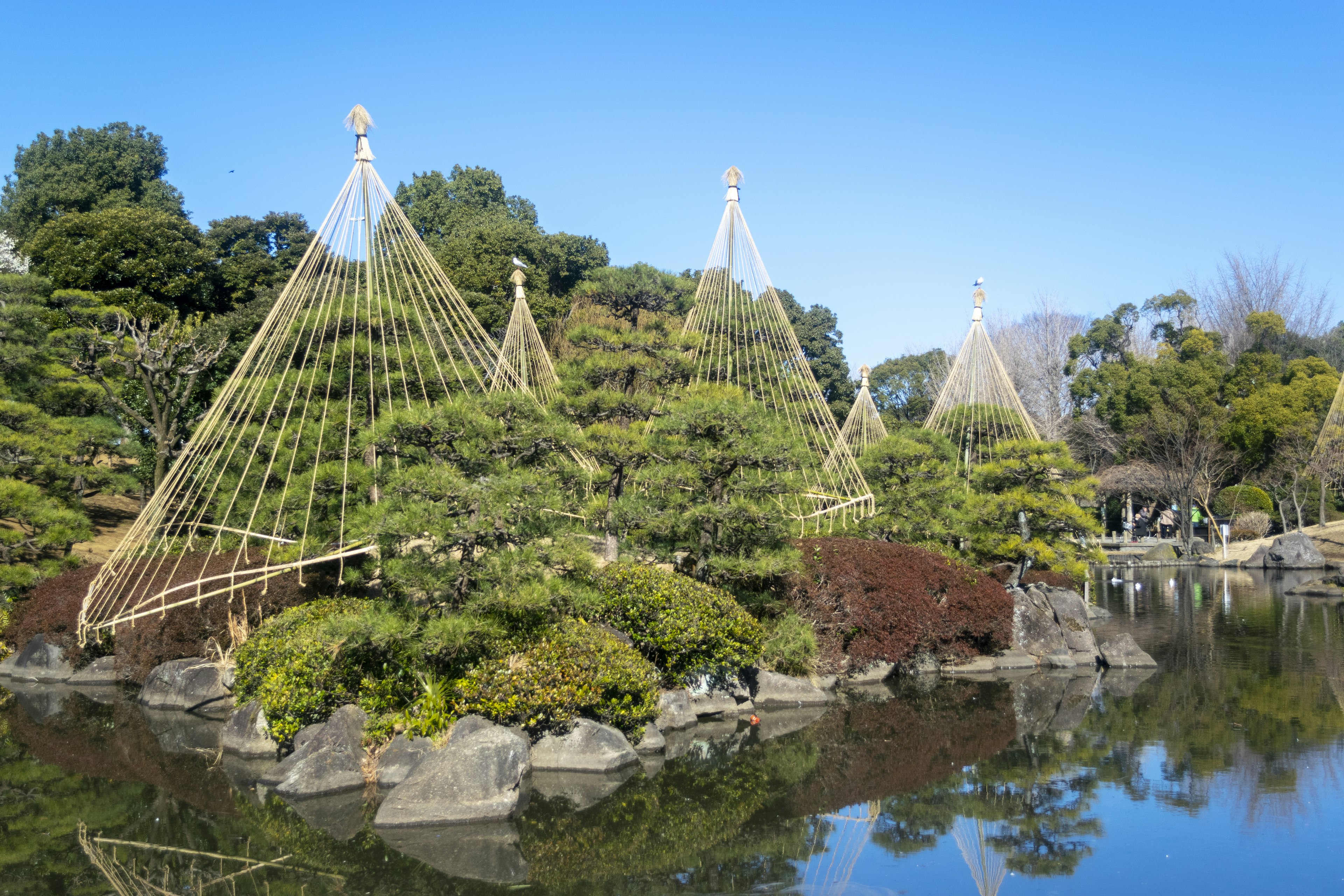 美丽的日本花园景观，特点是池塘和郁郁葱葱的绿色植物，竹子支撑可见