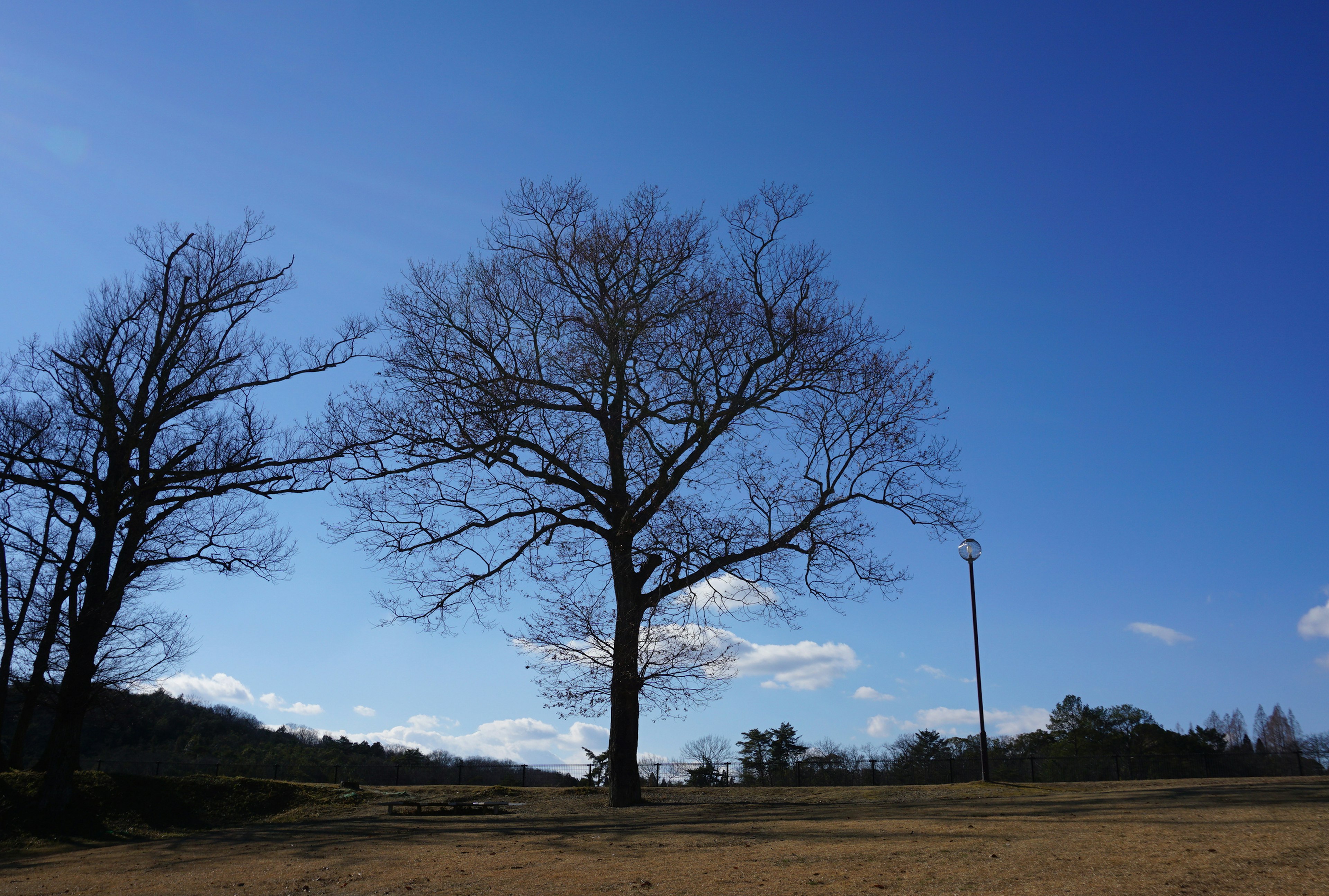 Silhouette von Winterbäumen unter einem blauen Himmel