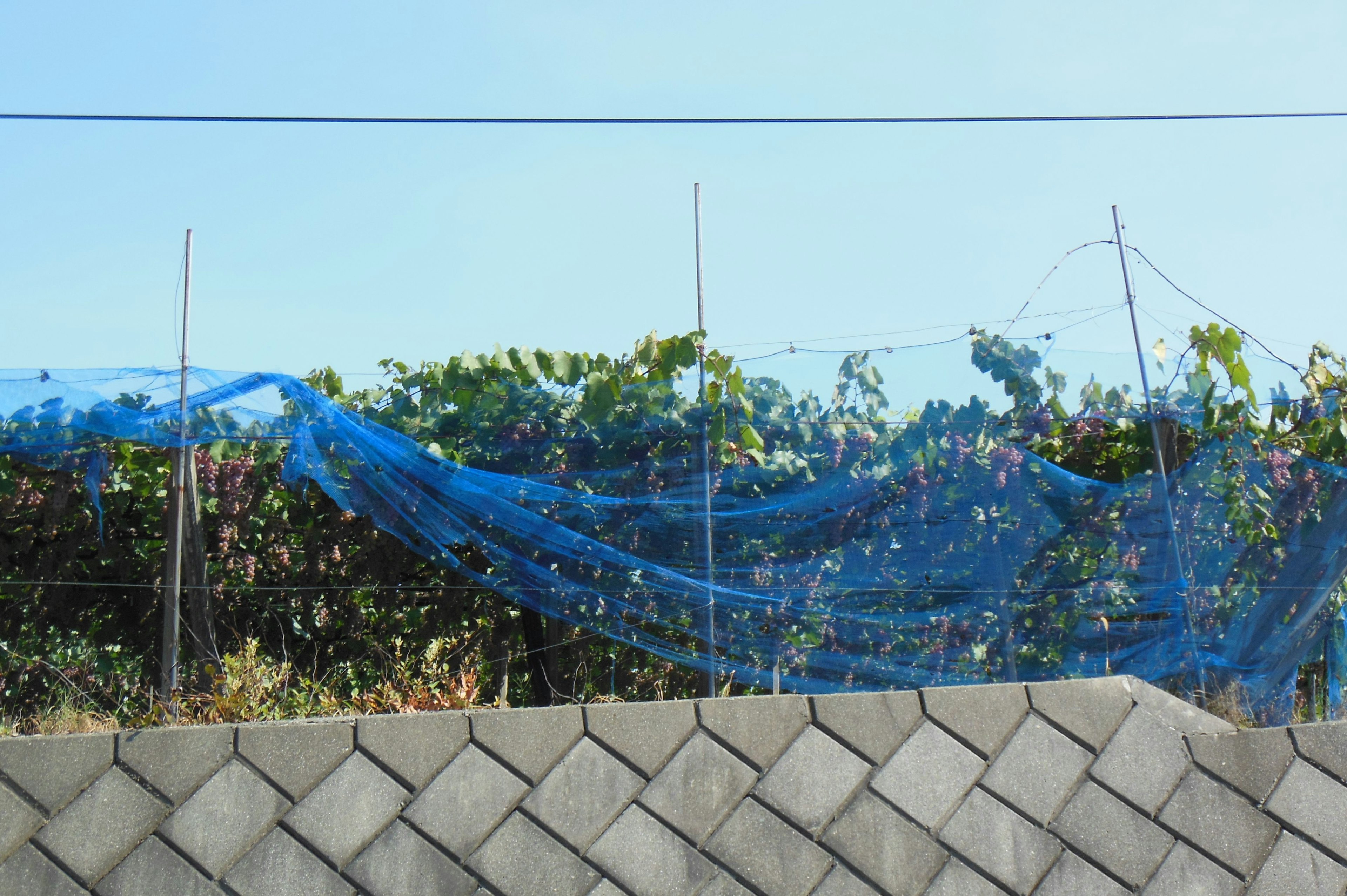 Vineyard with blue netting covering the grapes