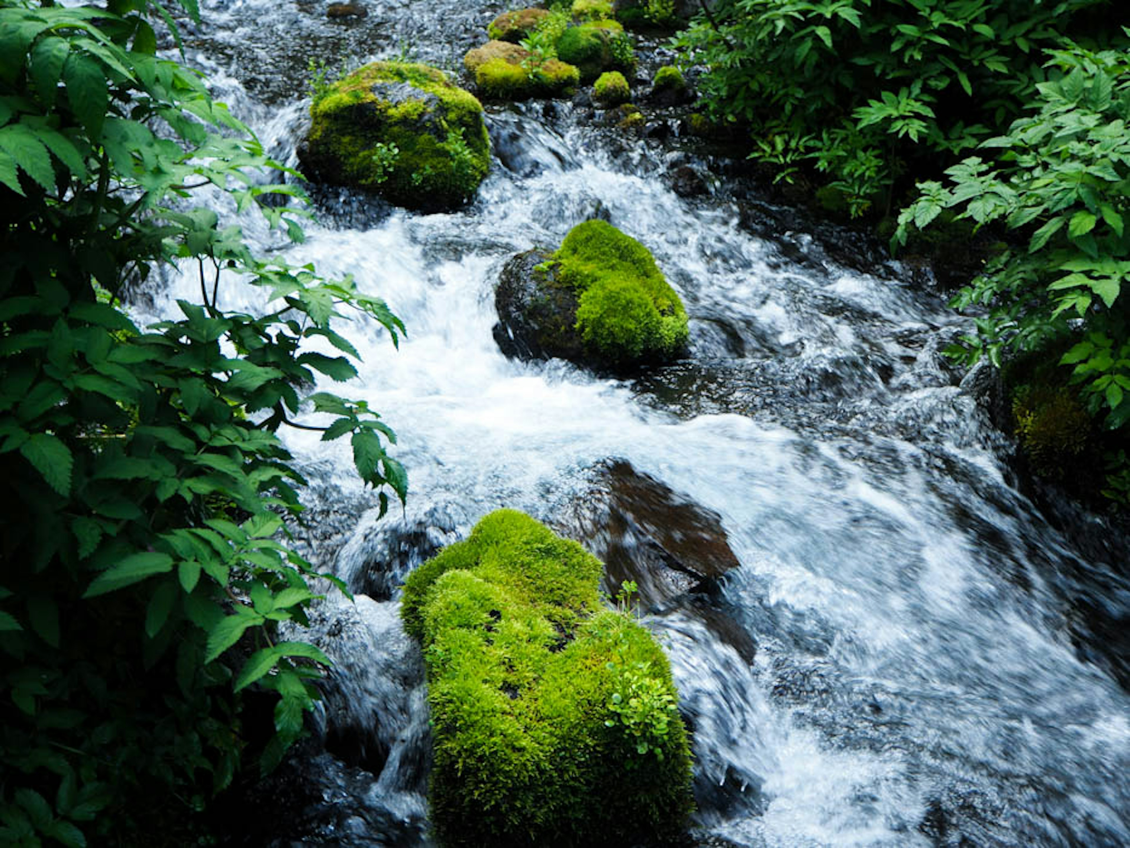 Eine schöne Szene mit fließendem Wasser über moosbedeckten Steinen