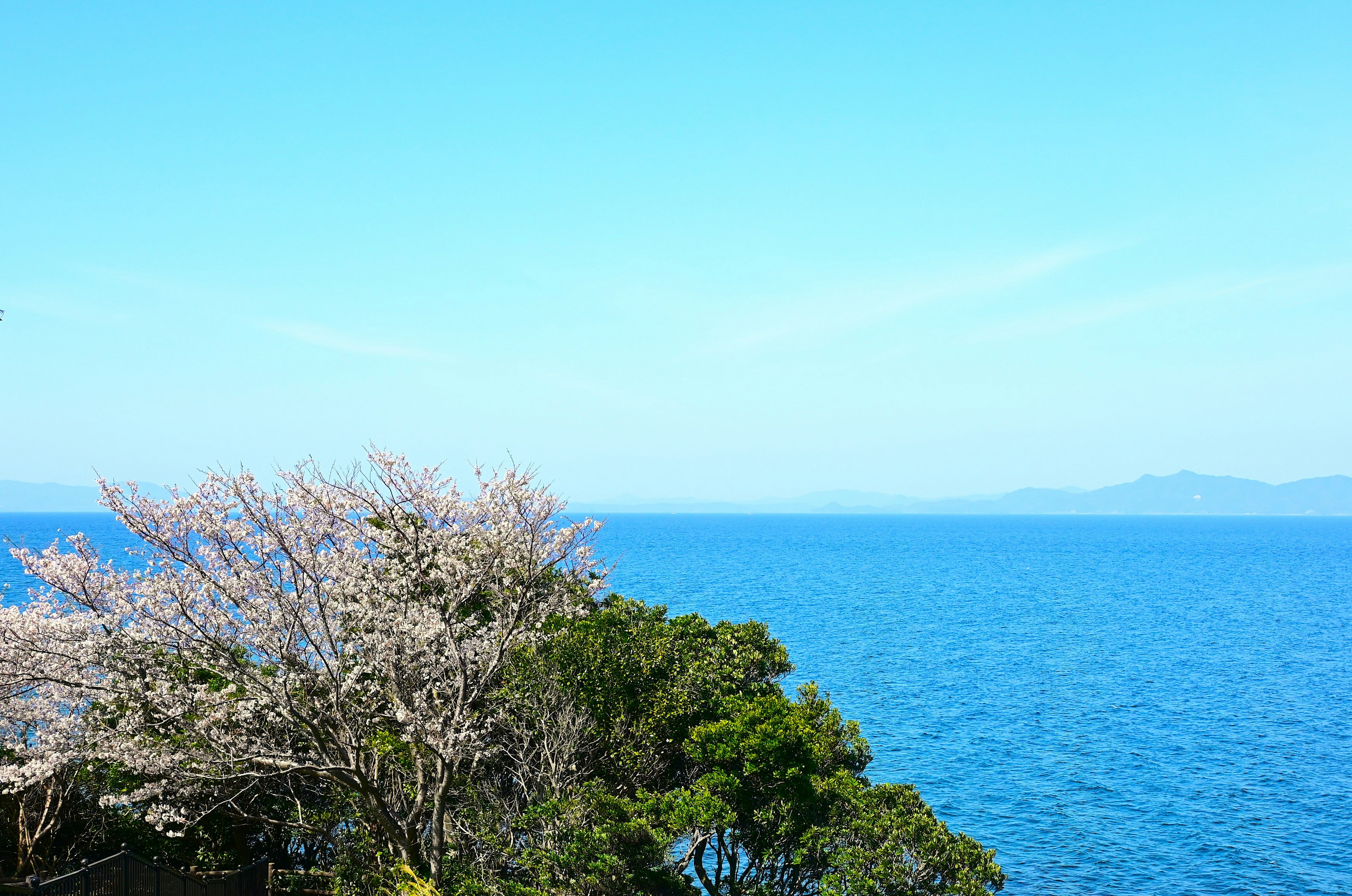 Vista escénica del océano azul con un árbol de cerezo en flor