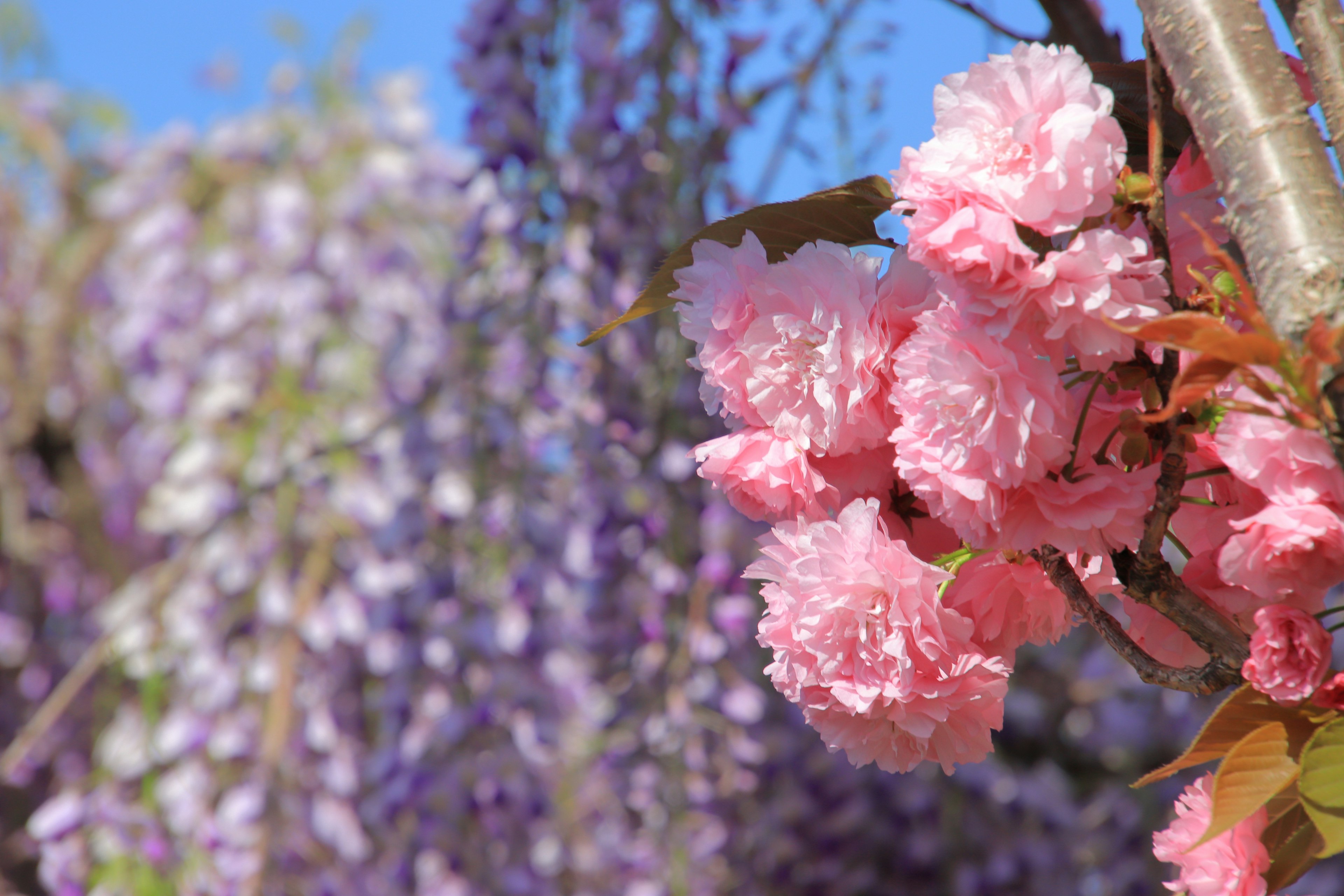 鮮やかなピンクの桜の花と紫の藤の花が背景にある風景