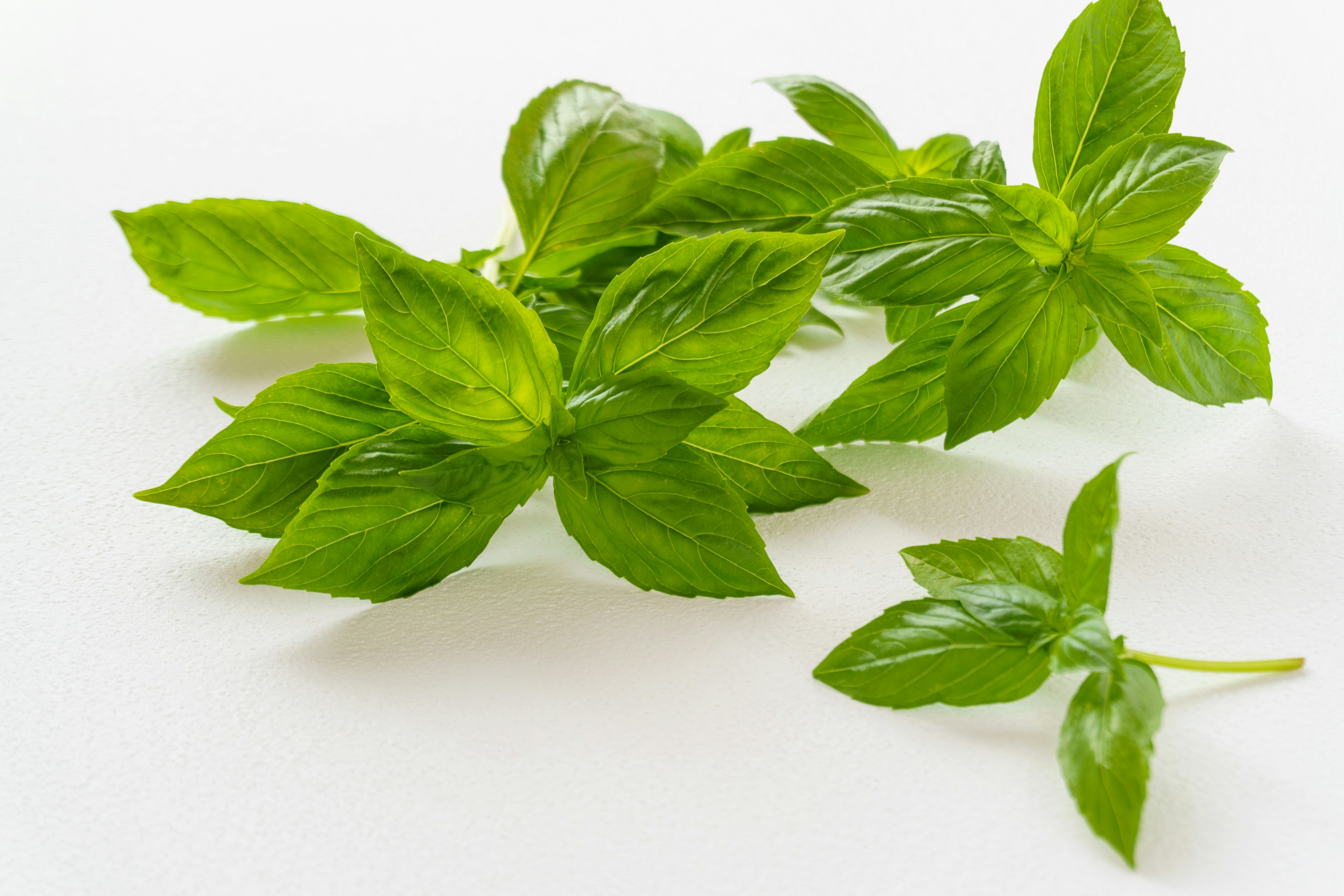 Feuilles de basilic fraîches disposées sur un fond blanc