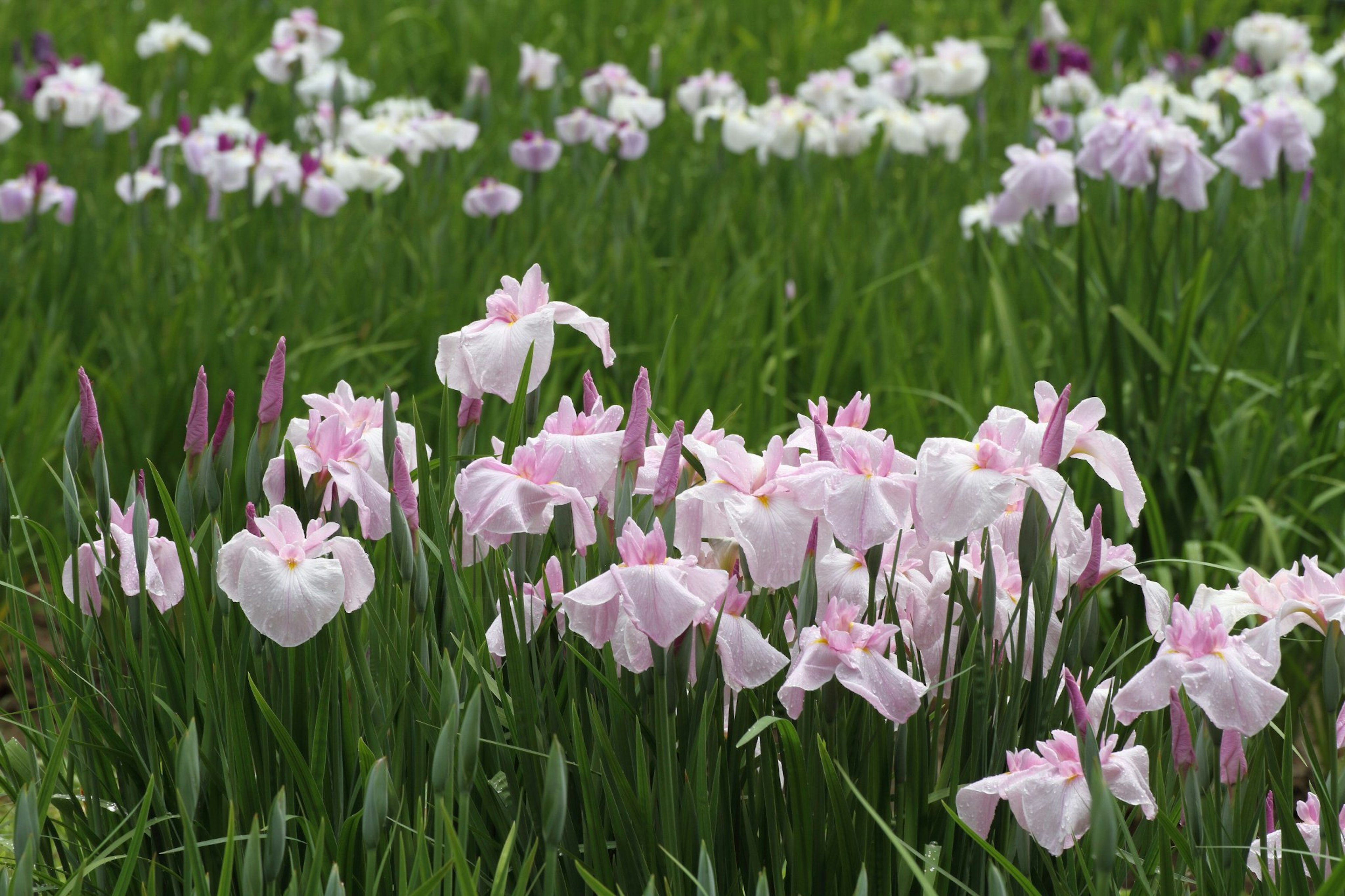 Campo de flores de iris rosas y blancas en flor