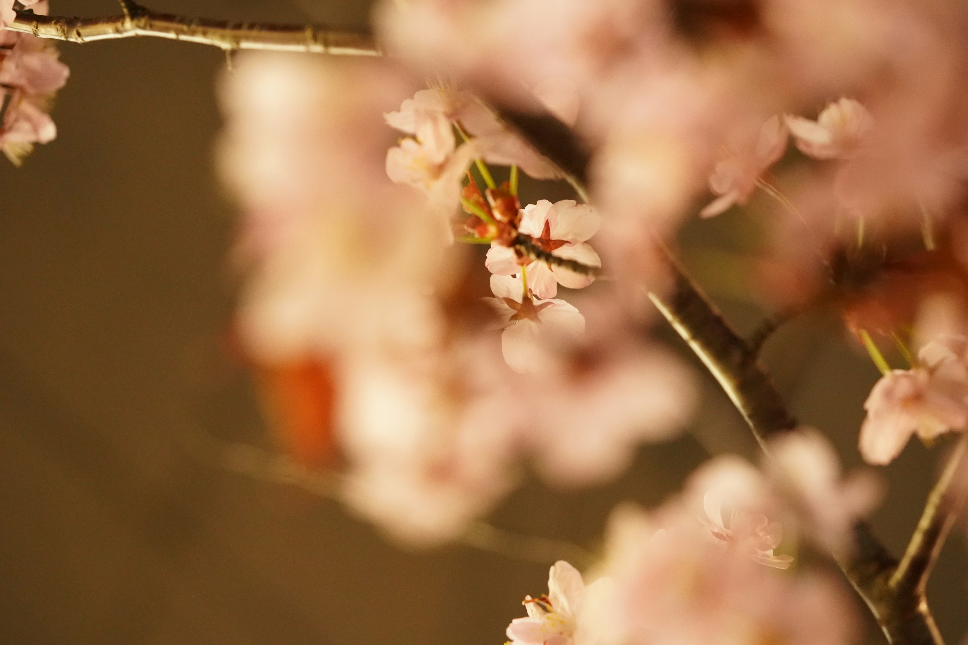 Foto indah bunga sakura dengan latar belakang kabur