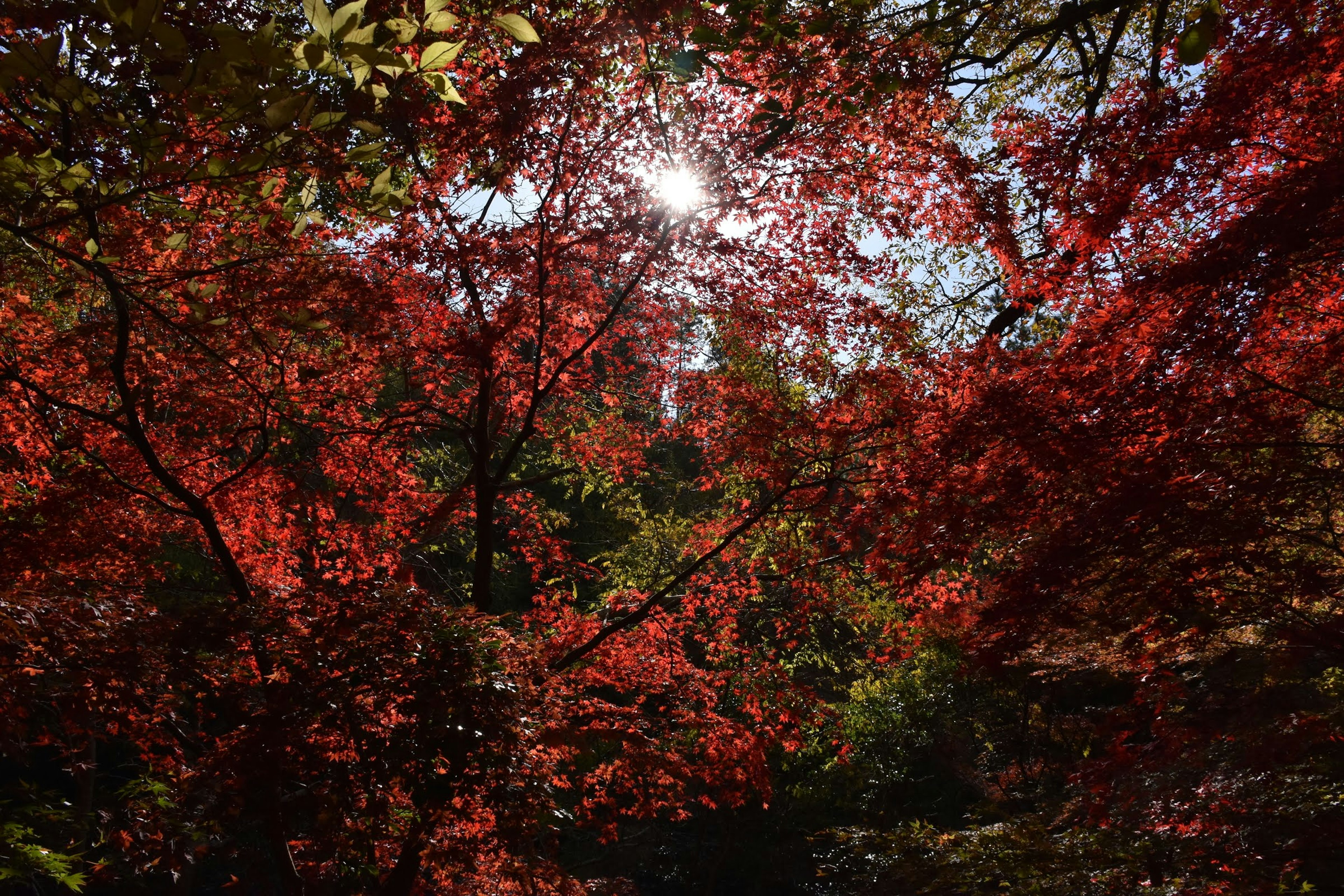 Vue pittoresque de feuillage rouge vif avec la lumière du soleil filtrant à travers les arbres