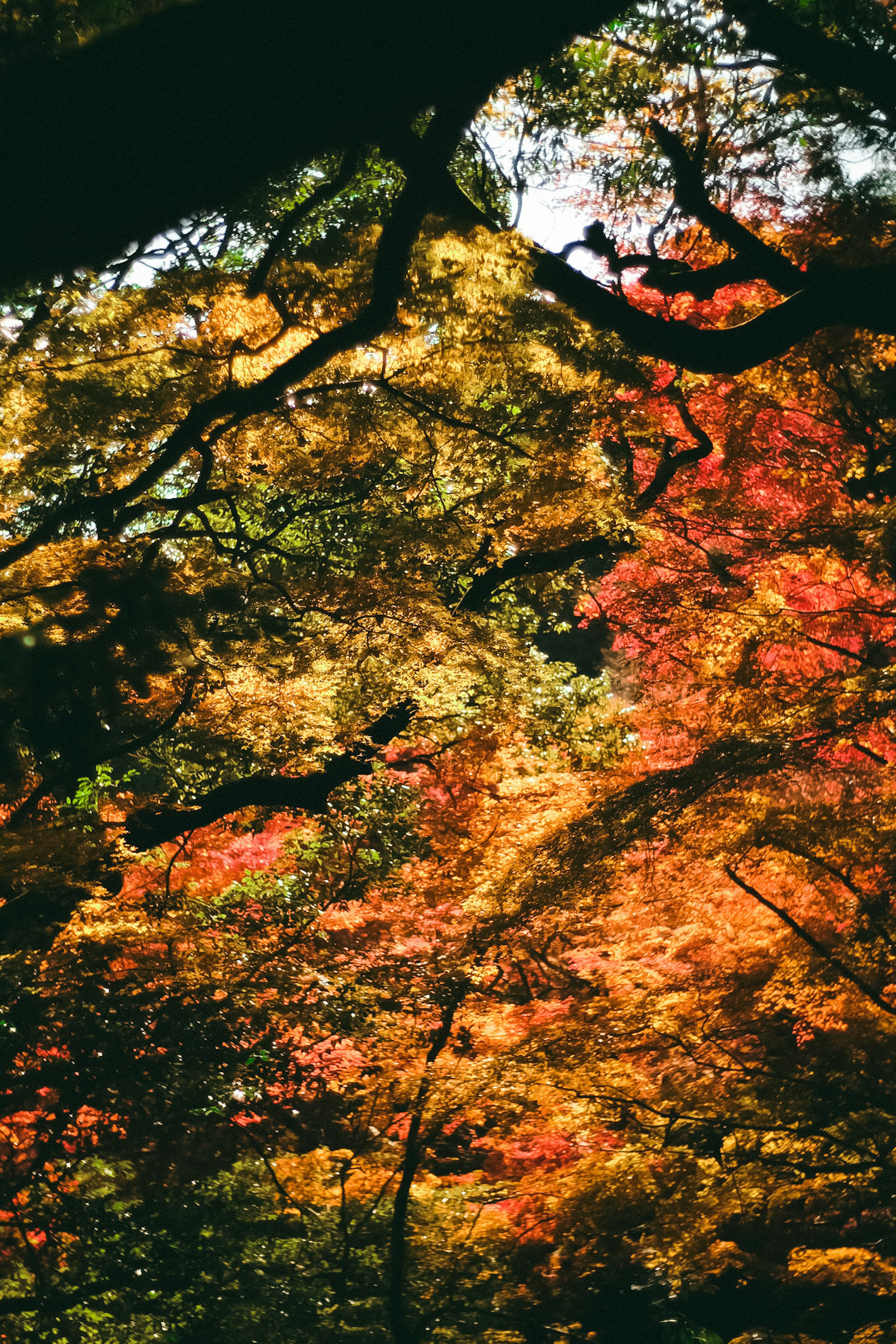 秋の紅葉が美しい木々の景色