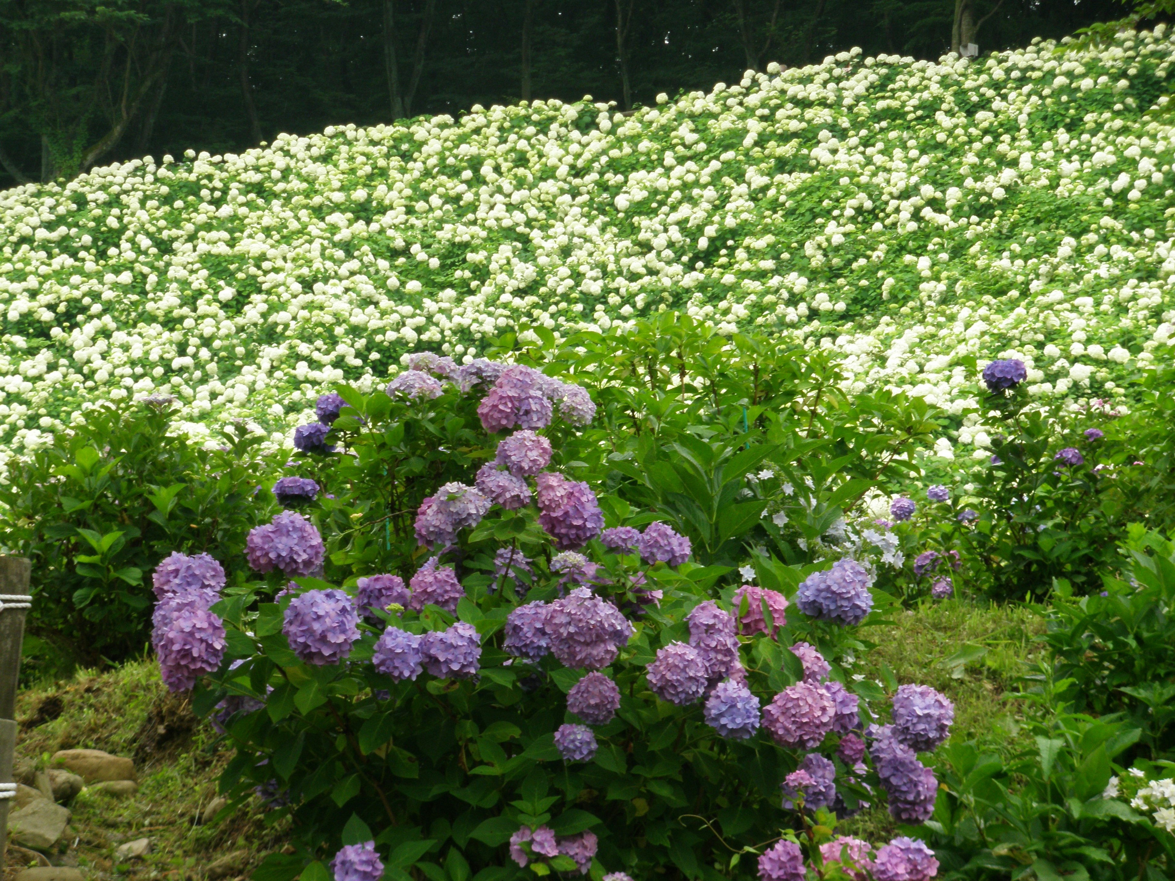 Schöne Landschaft mit blühenden lila und weißen Blumen