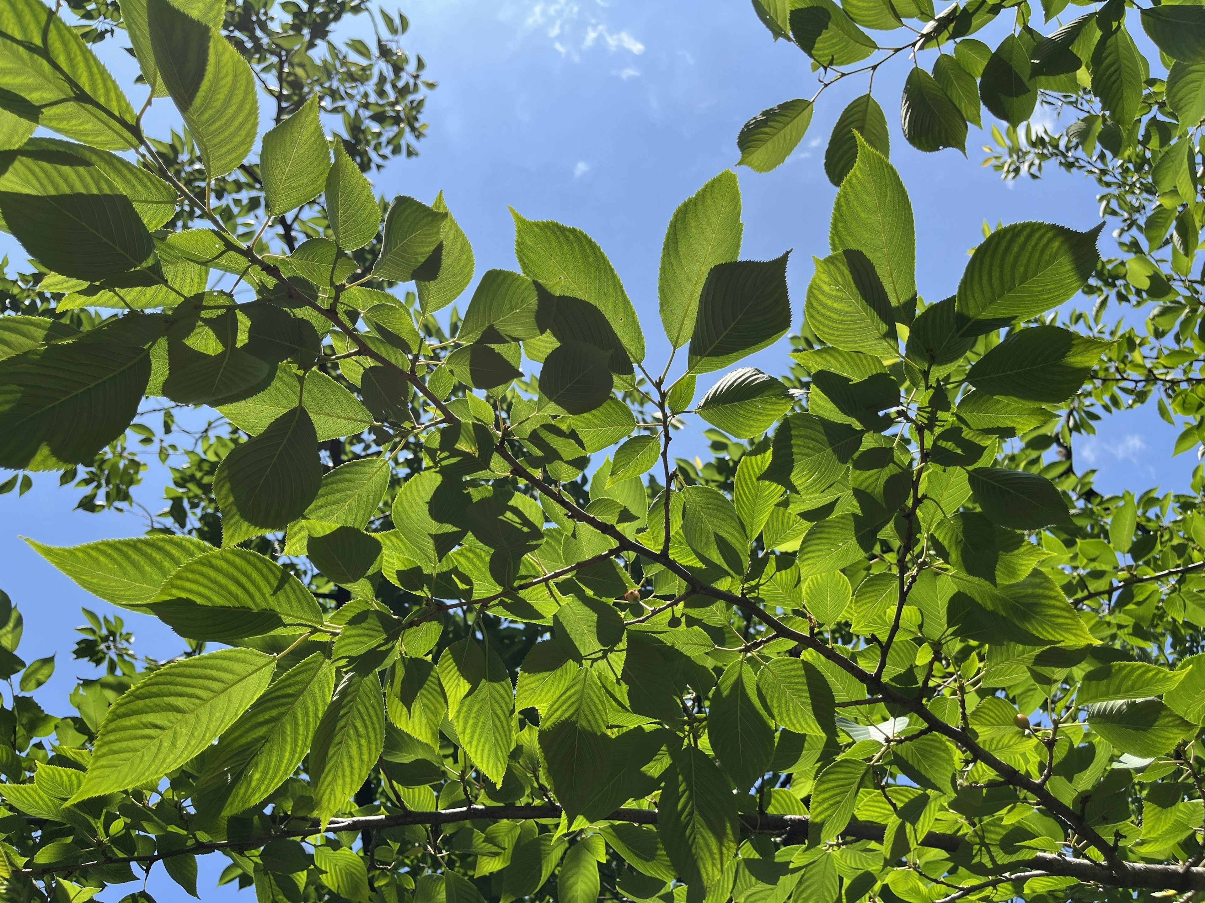 Green leaves thriving under a clear blue sky