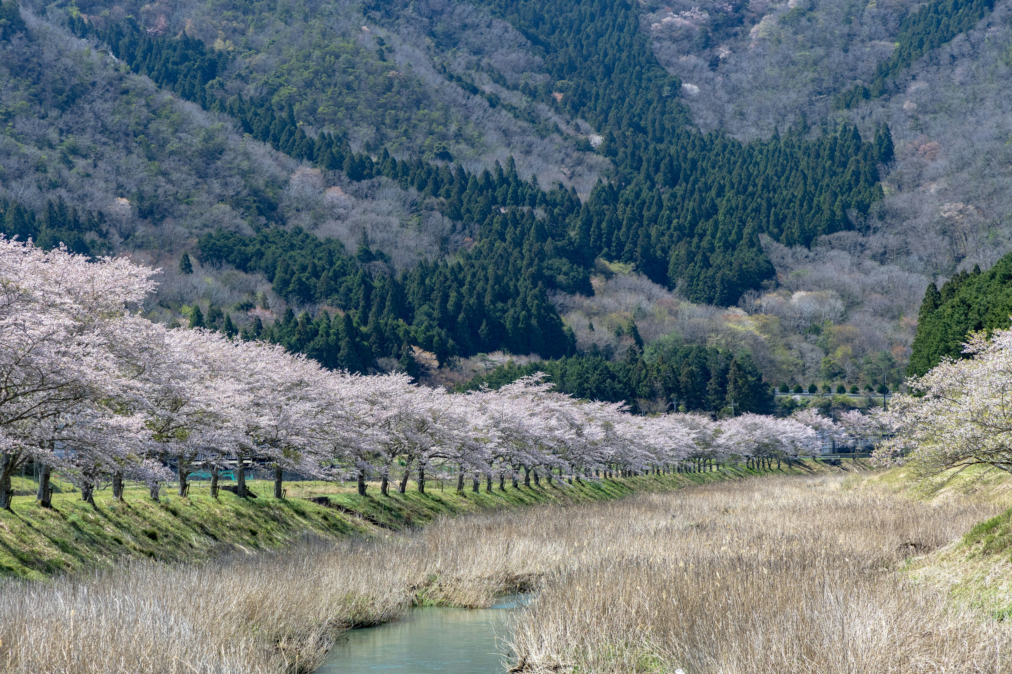 ทิวทัศน์ที่สวยงามของต้นซากุระเรียงรายตามแม่น้ำและภูเขาในพื้นหลัง