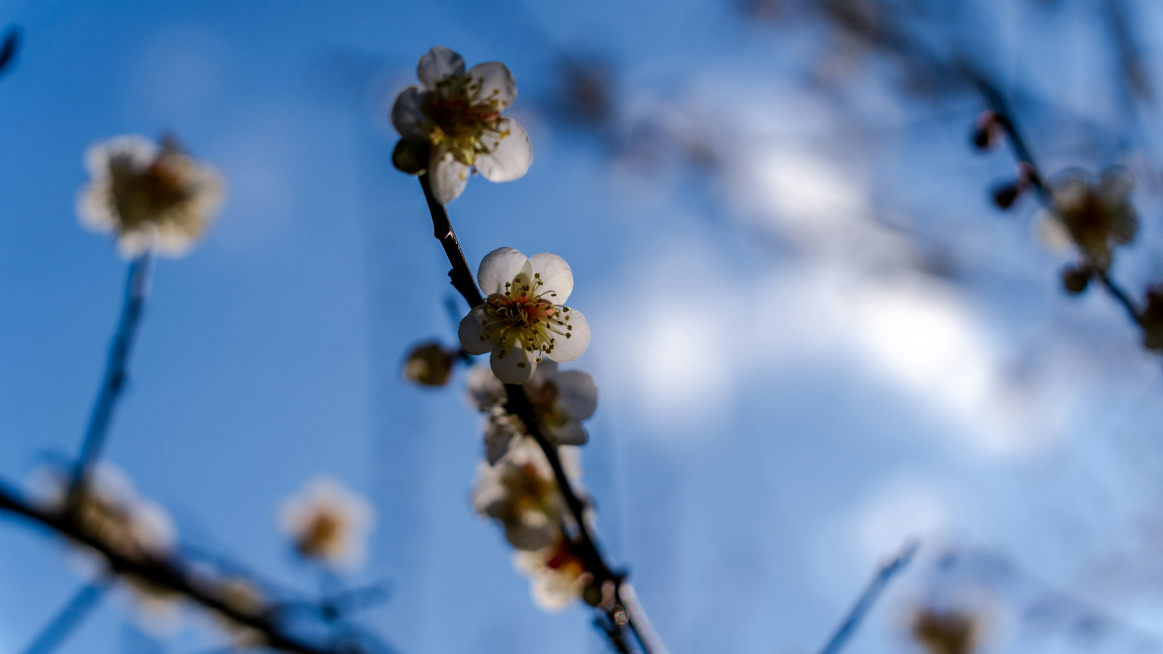 青空を背景にした梅の花のアップ