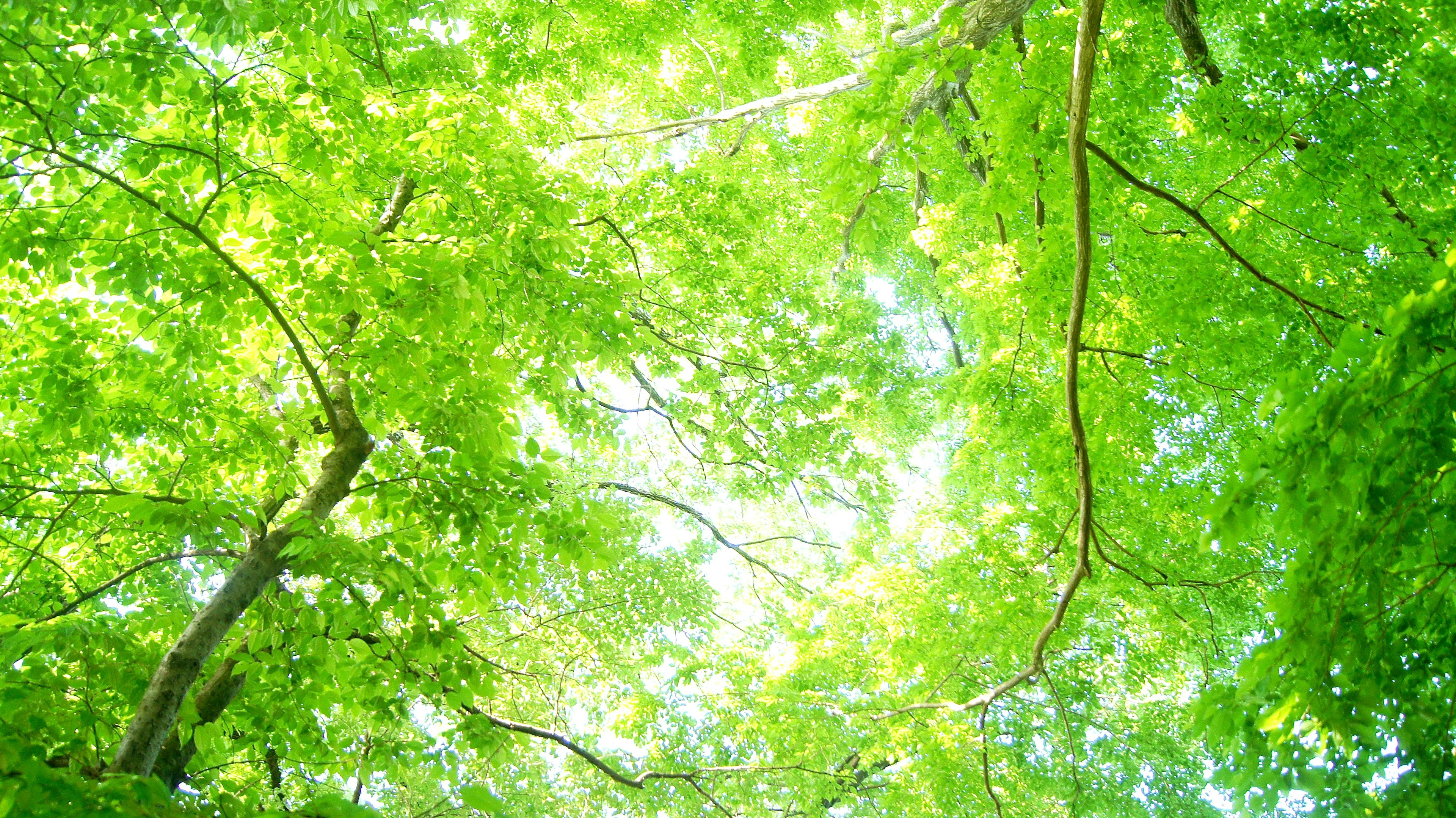 View looking up at trees covered in green leaves