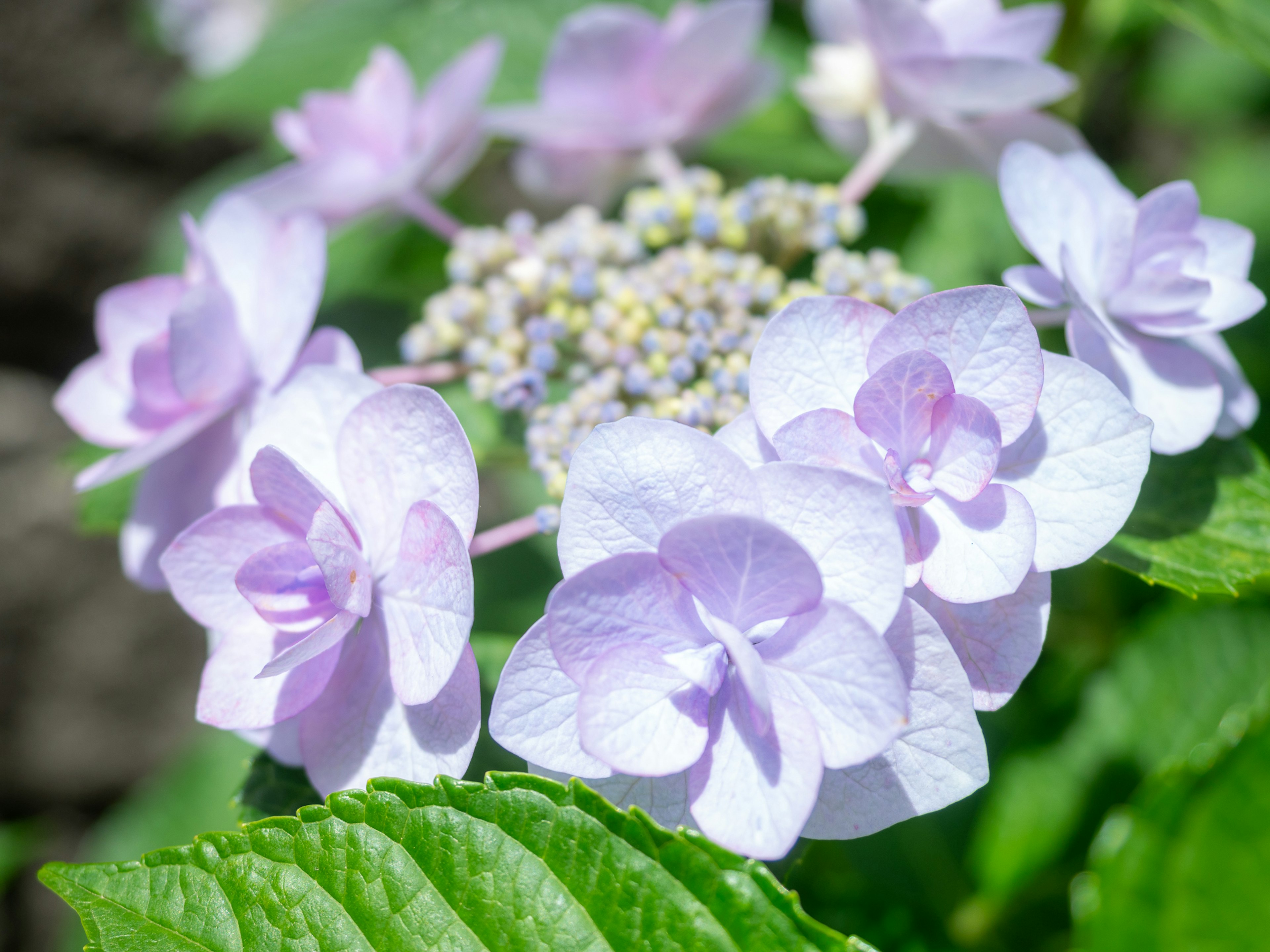 Flores de hortensia de color púrpura claro con hojas verdes