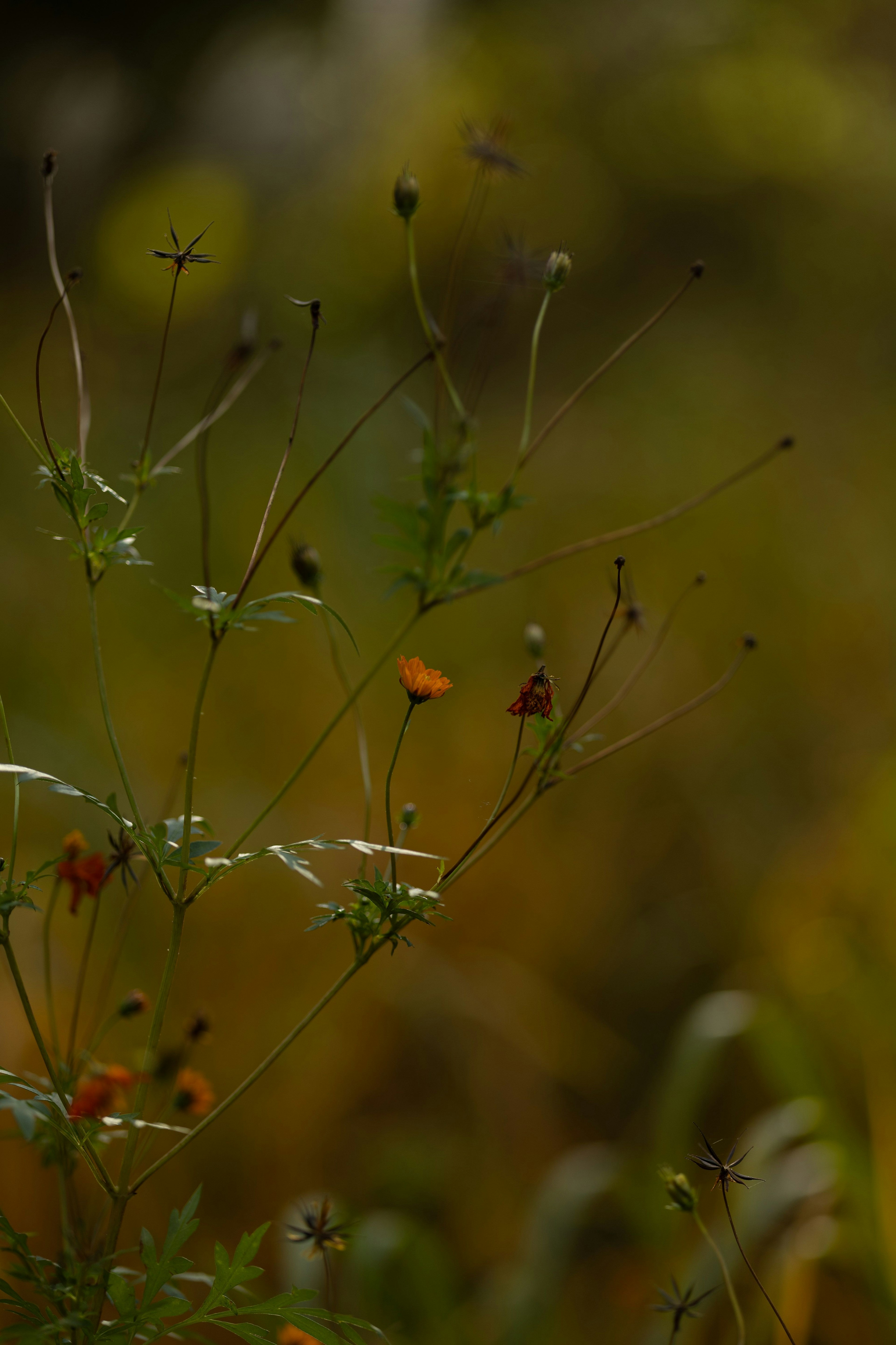 背景がぼやけた中にオレンジ色の花が咲く細い茎の植物が見える