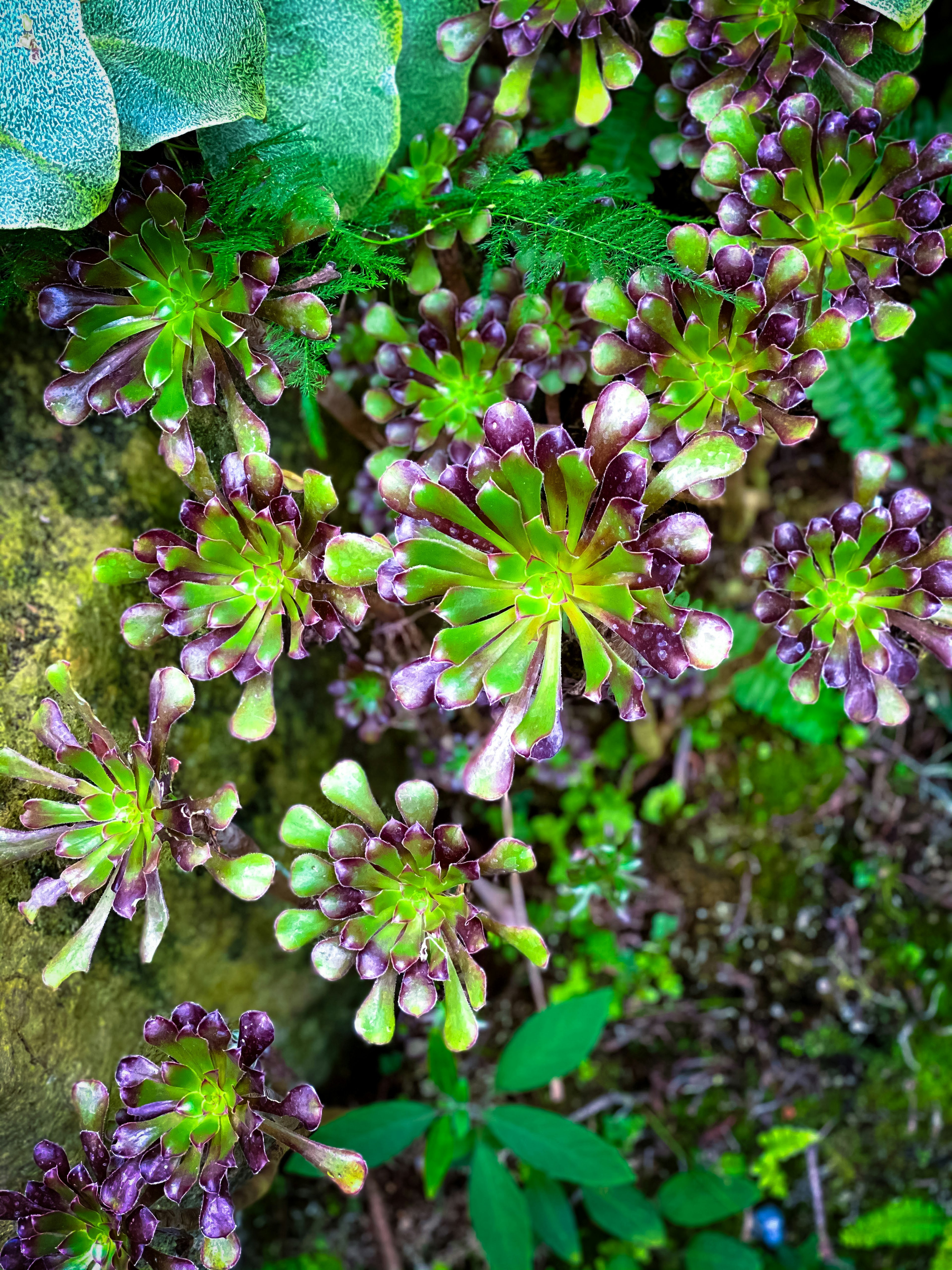 Lush green and purple succulent plants in a natural setting