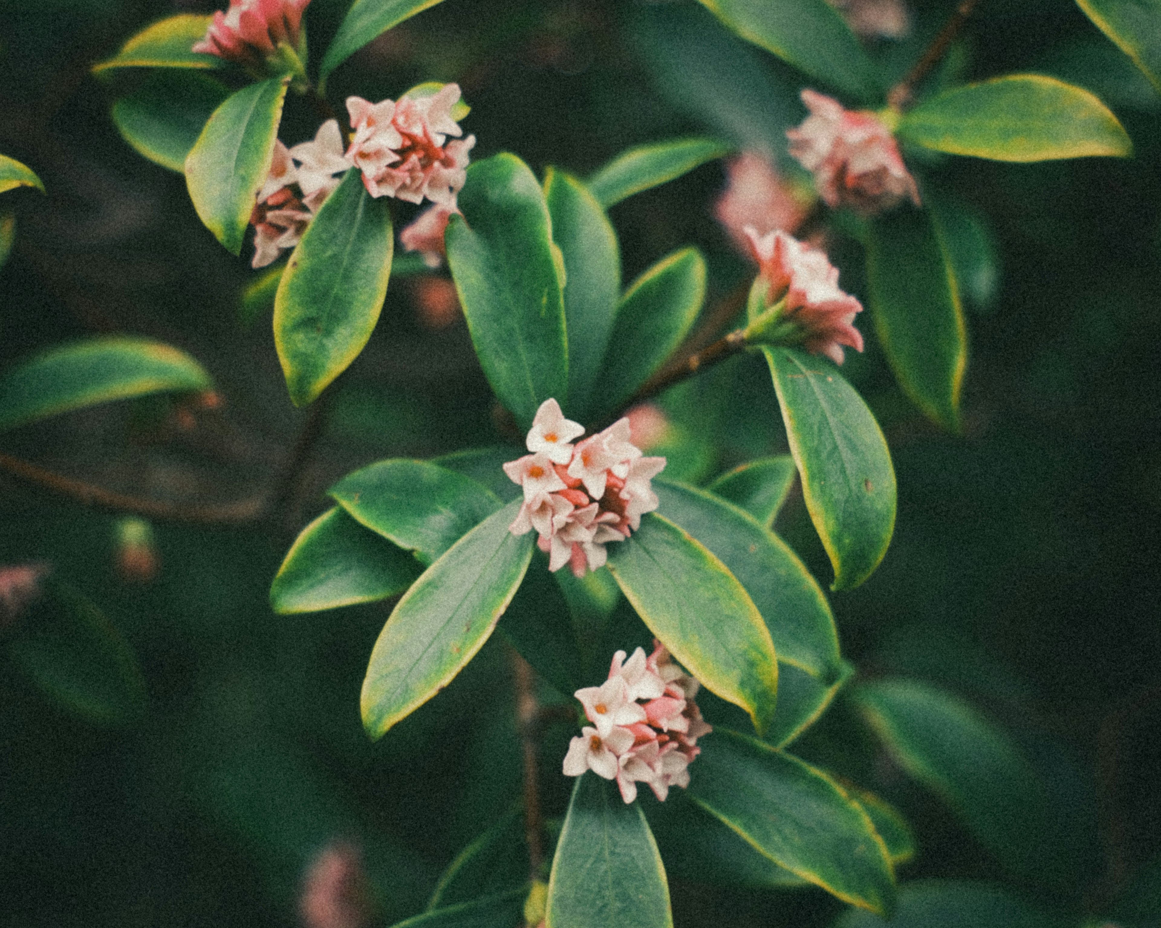 Primer plano de una planta con hojas verdes y flores rosas pálidas