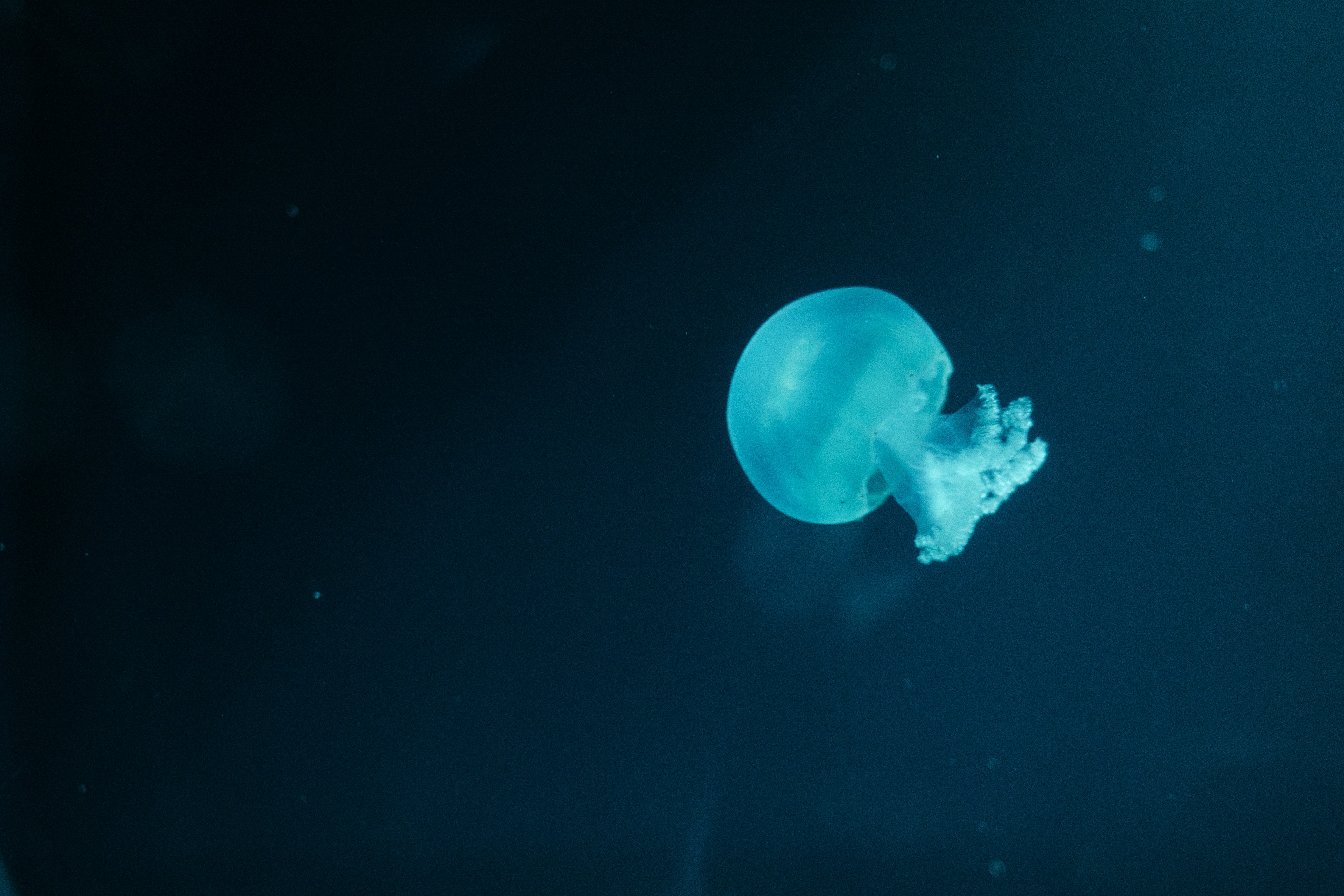 Una medusa azul flotando en agua oscura