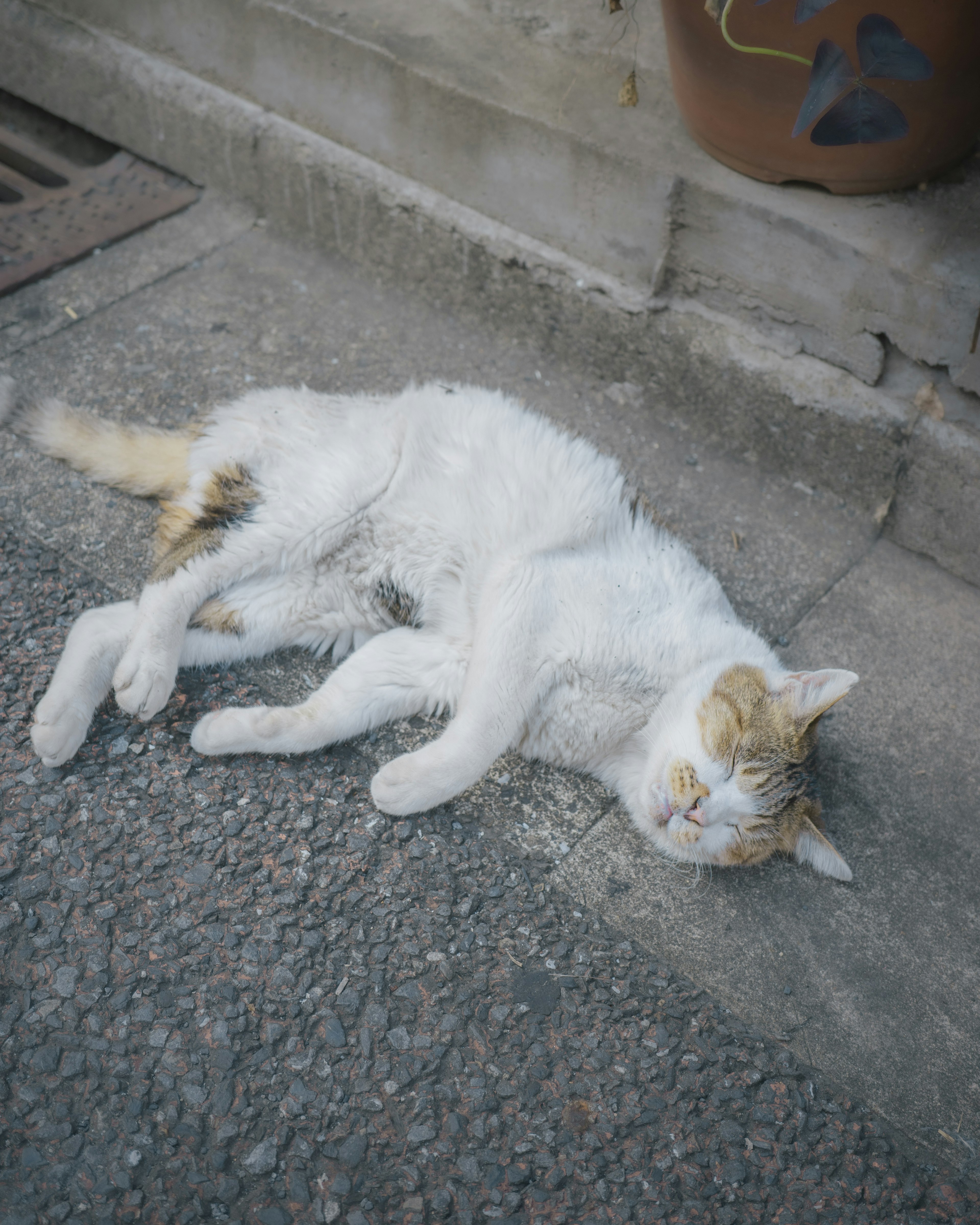 Seekor kucing putih berbaring di jalan