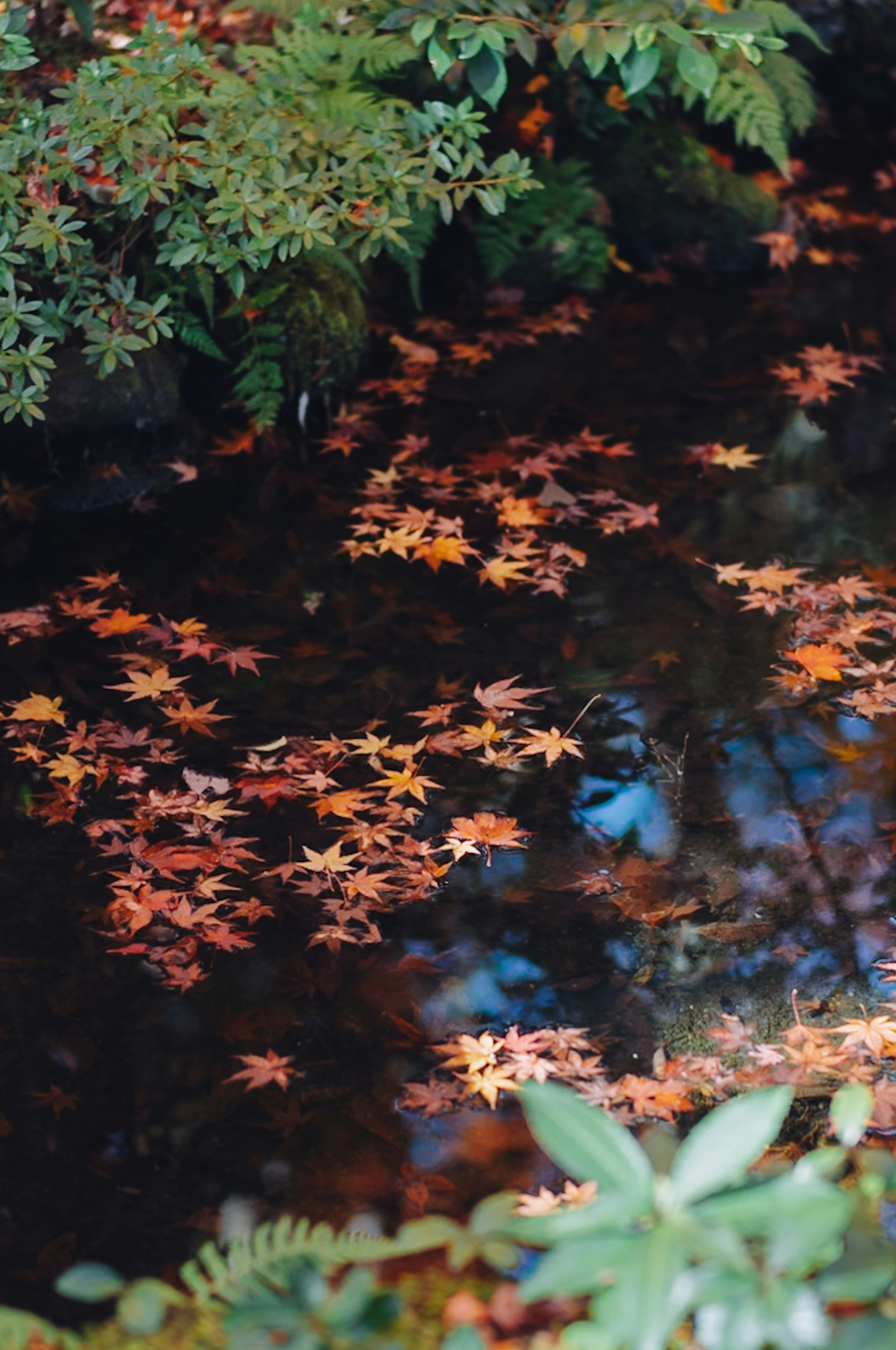 水面に浮かぶ紅葉した葉と緑の植物が映る自然の風景