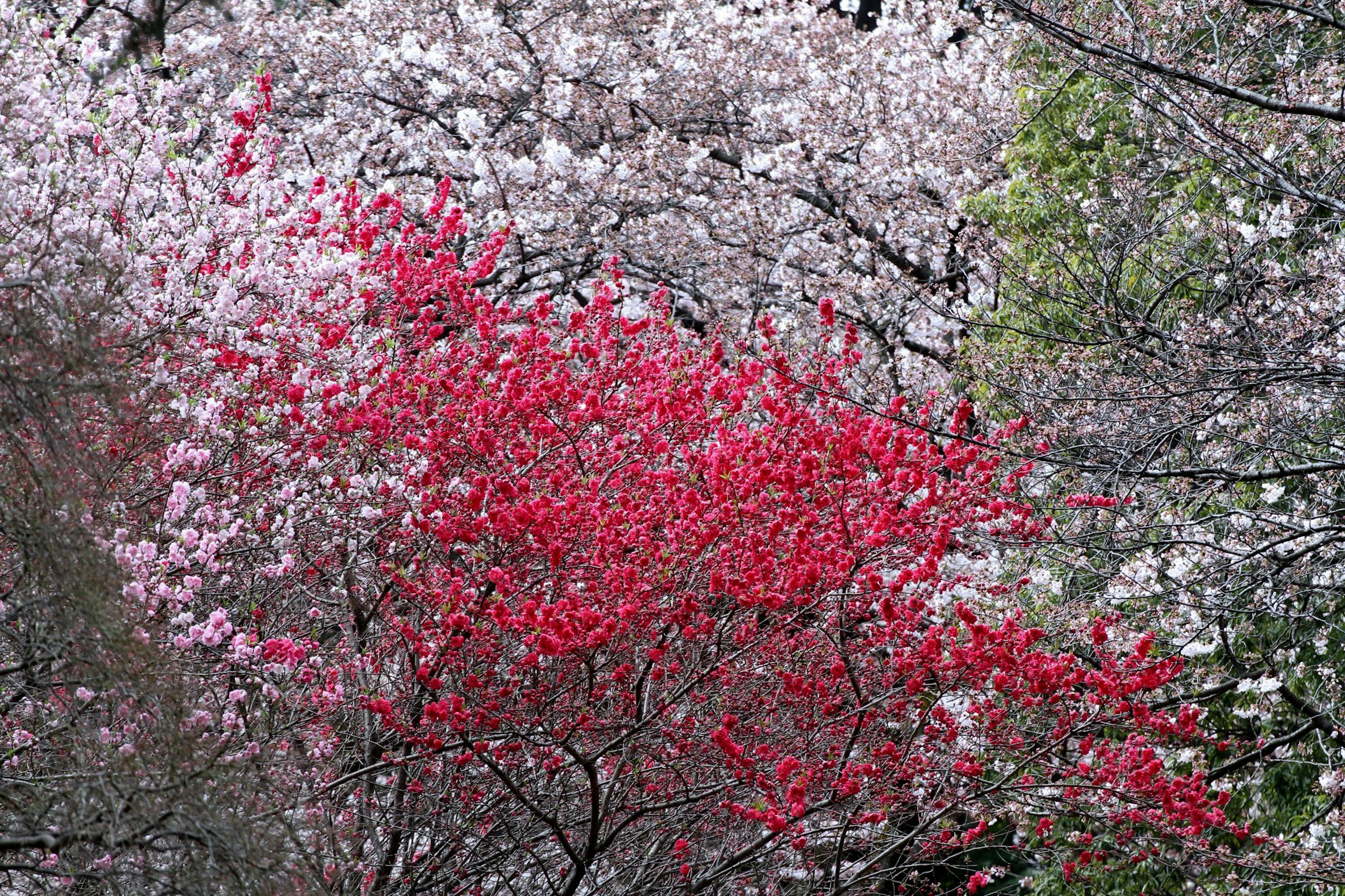 Escena de primavera con cerezos en flor y ramas florecidas rojas vibrantes